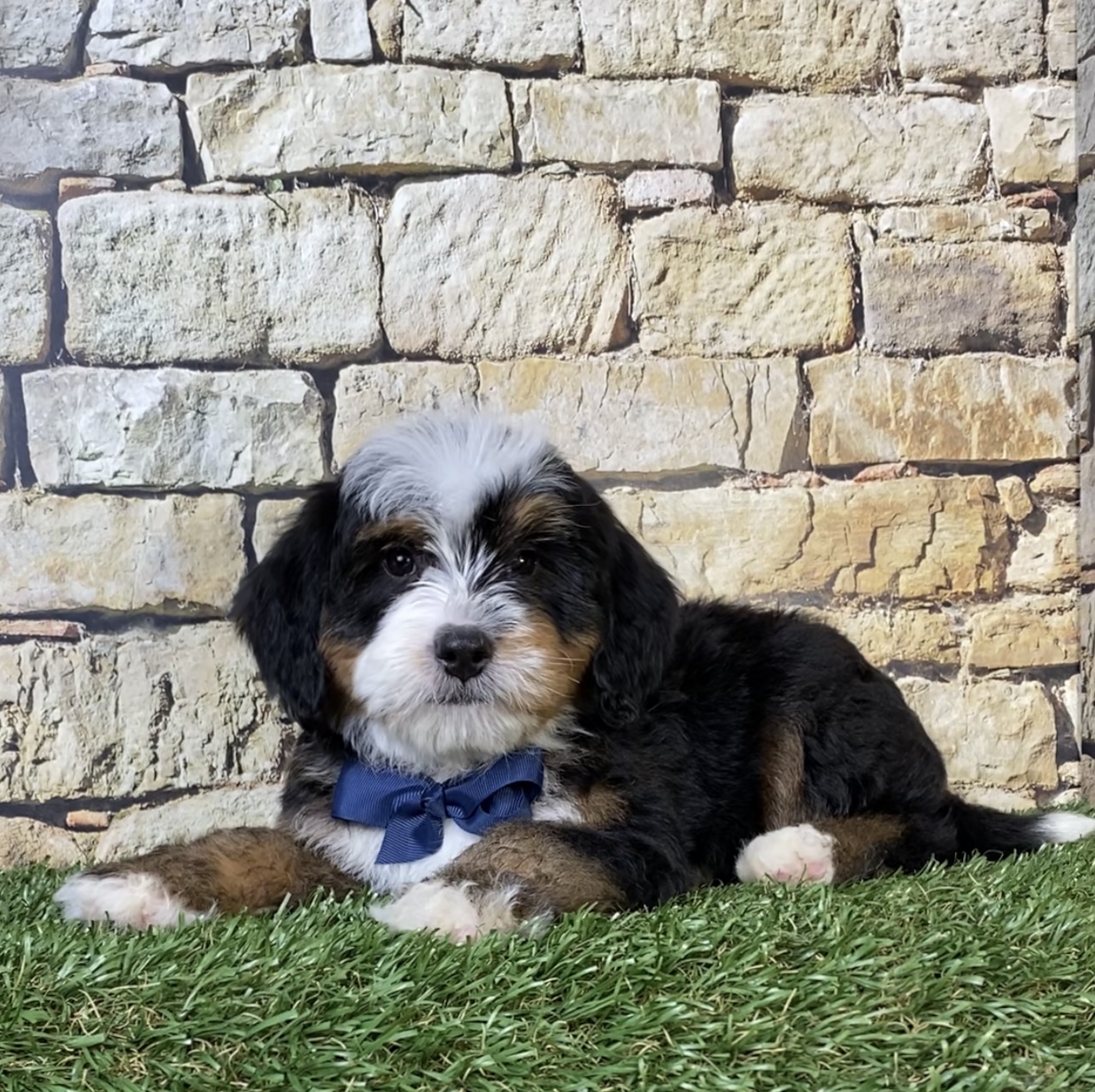 Mr. Rambo the F2 Mini-Bernedoodle photo 3