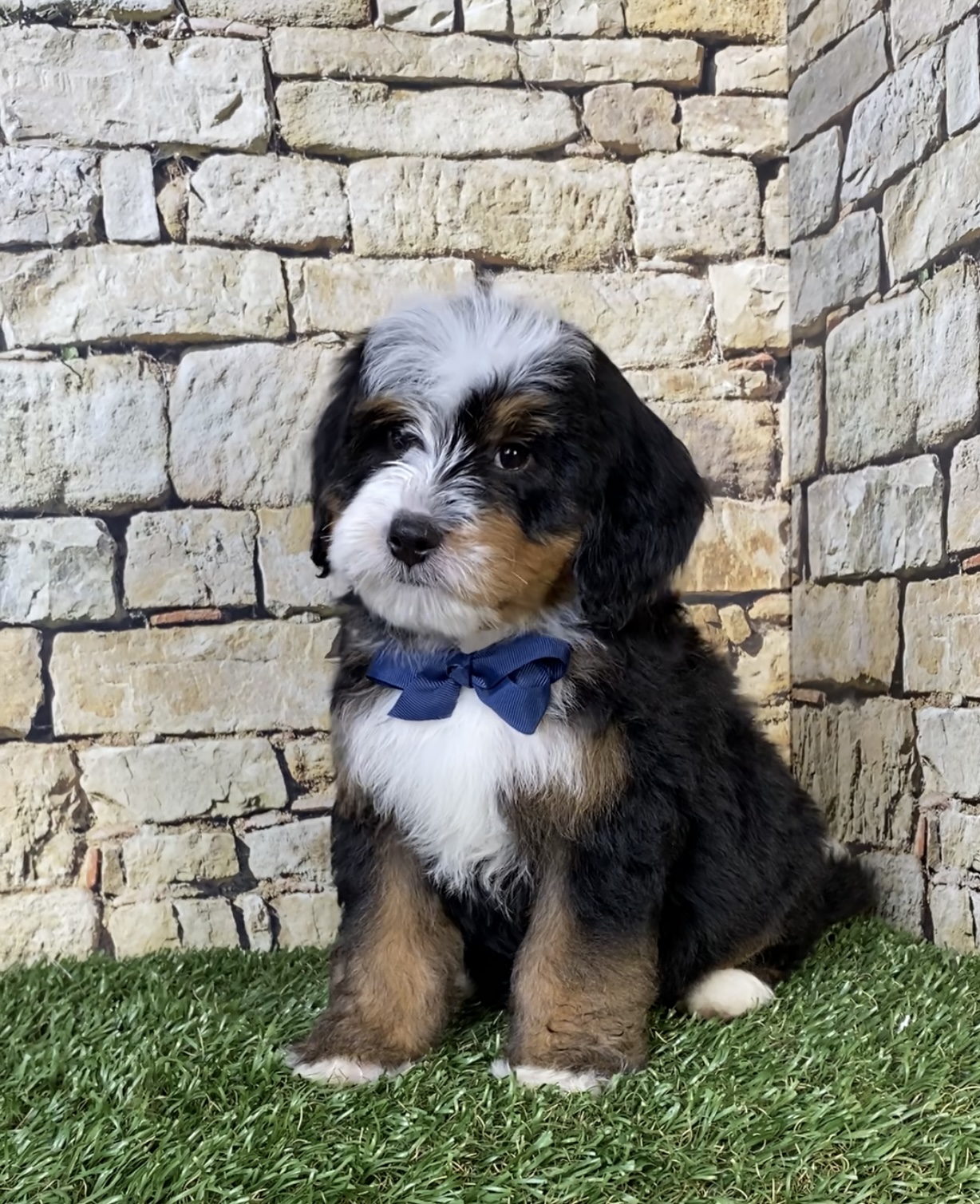 Mr. Rambo the F2 Mini-Bernedoodle photo 4
