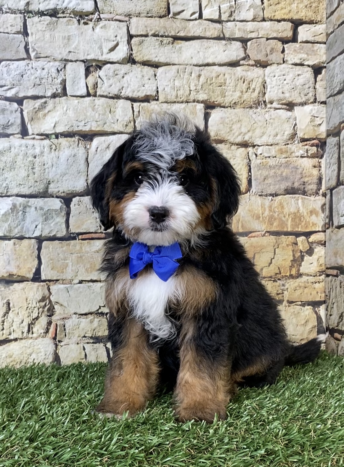 Mr. Ranger the F2 Mini-Bernedoodle