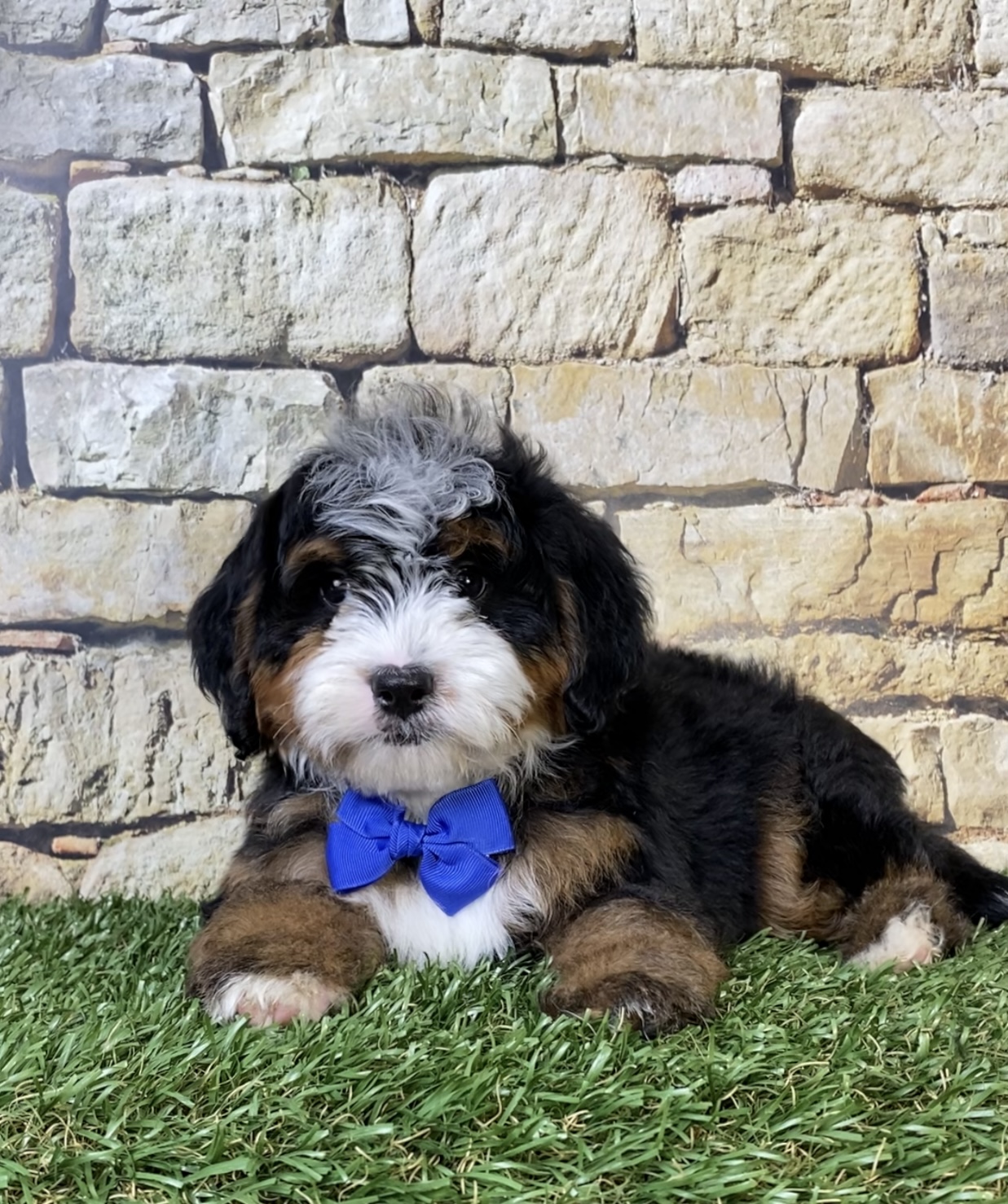 Mr. Ranger the F2 Mini-Bernedoodle photo 2