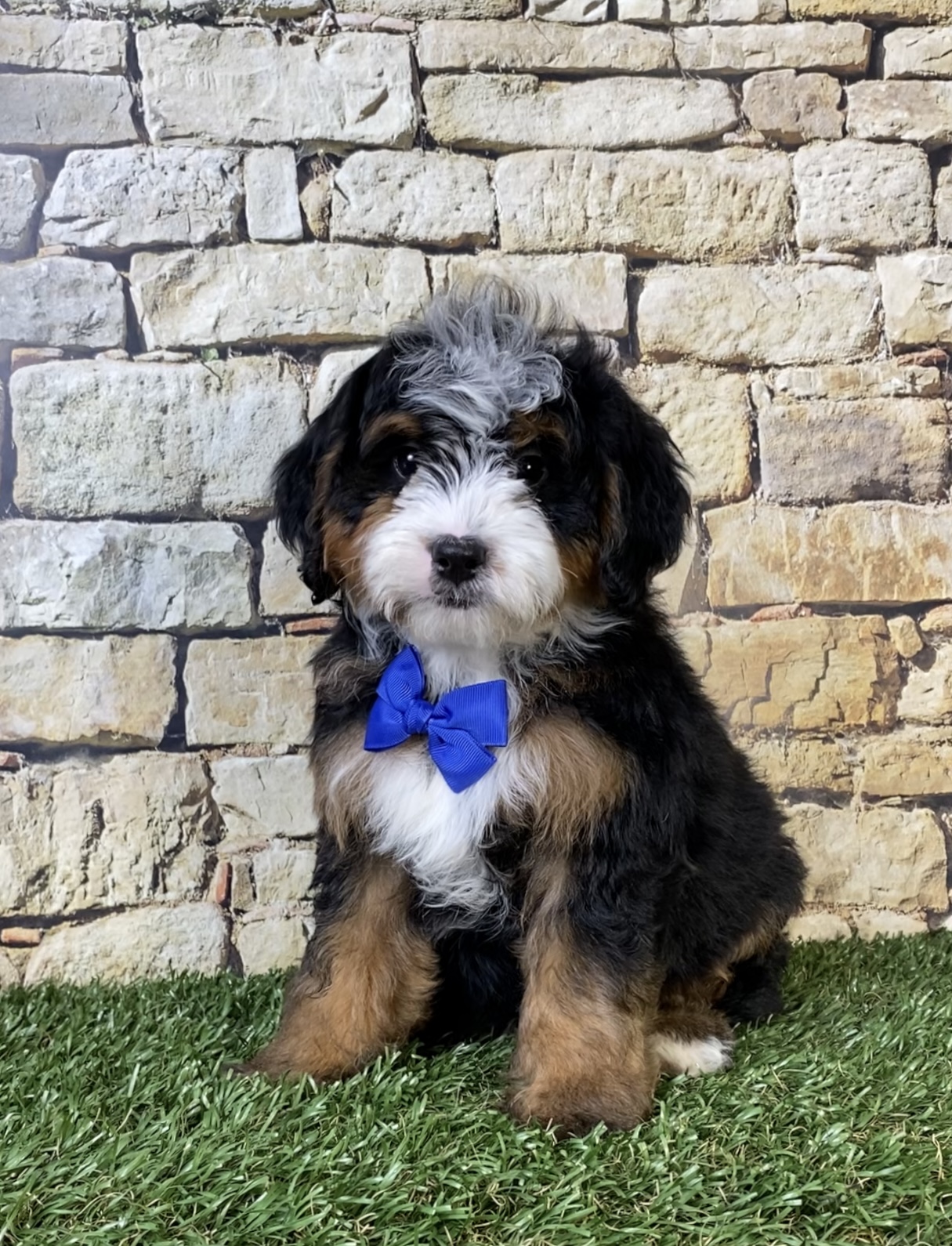 Mr. Ranger the F2 Mini-Bernedoodle photo 3