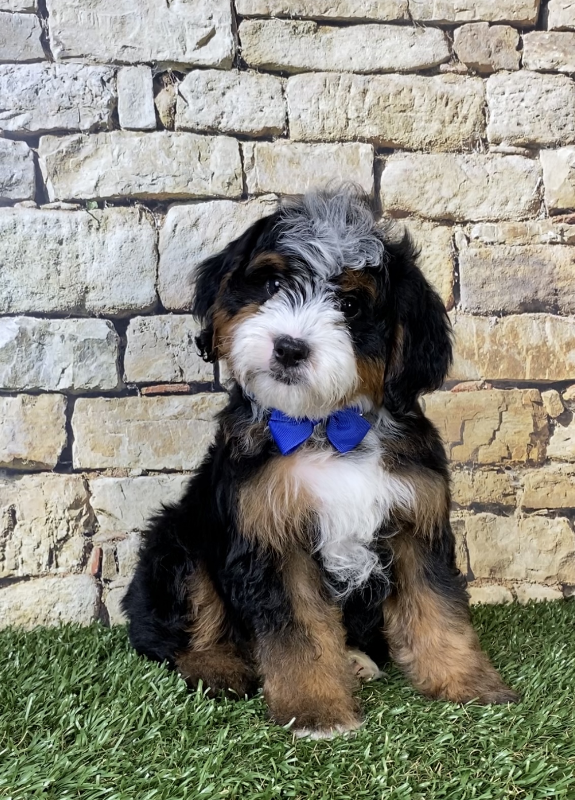 Mr. Ranger the F2 Mini-Bernedoodle photo 4