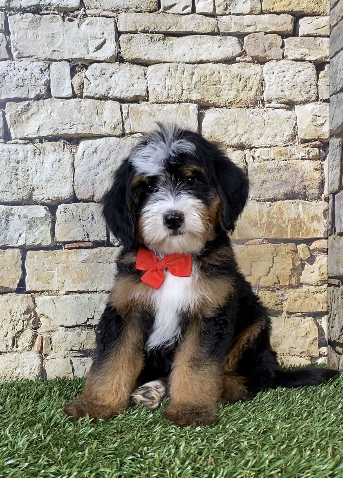 Mr. Ringo the F2 Mini-Bernedoodle