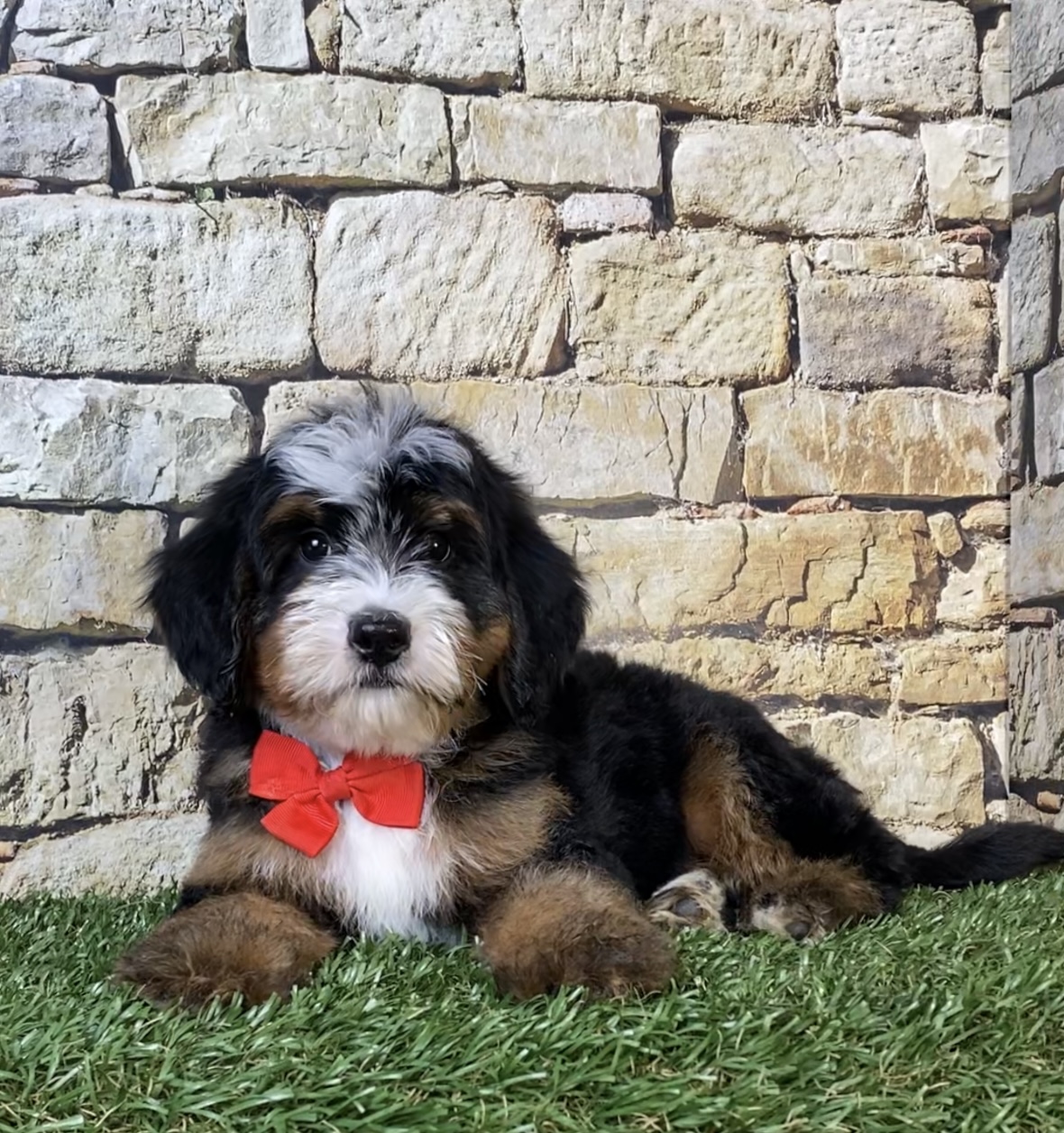 Mr. Ringo the F2 Mini-Bernedoodle photo 2