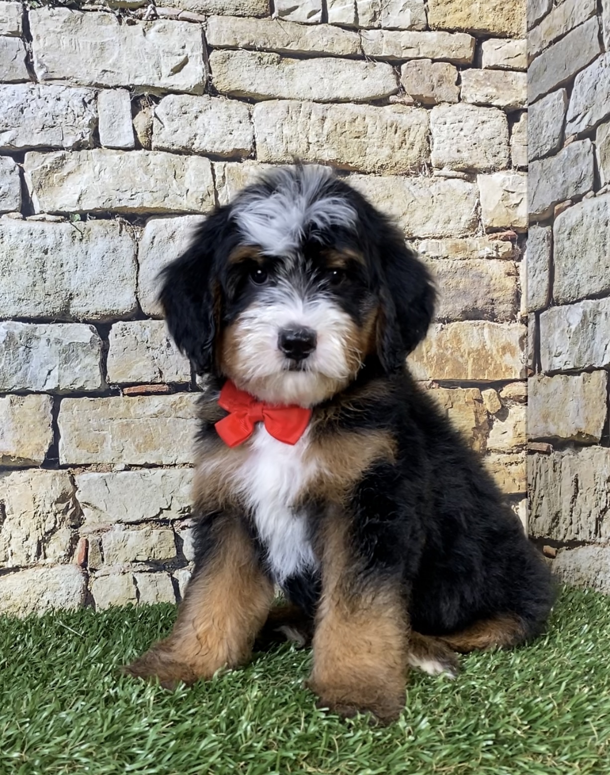 Mr. Ringo the F2 Mini-Bernedoodle photo 3