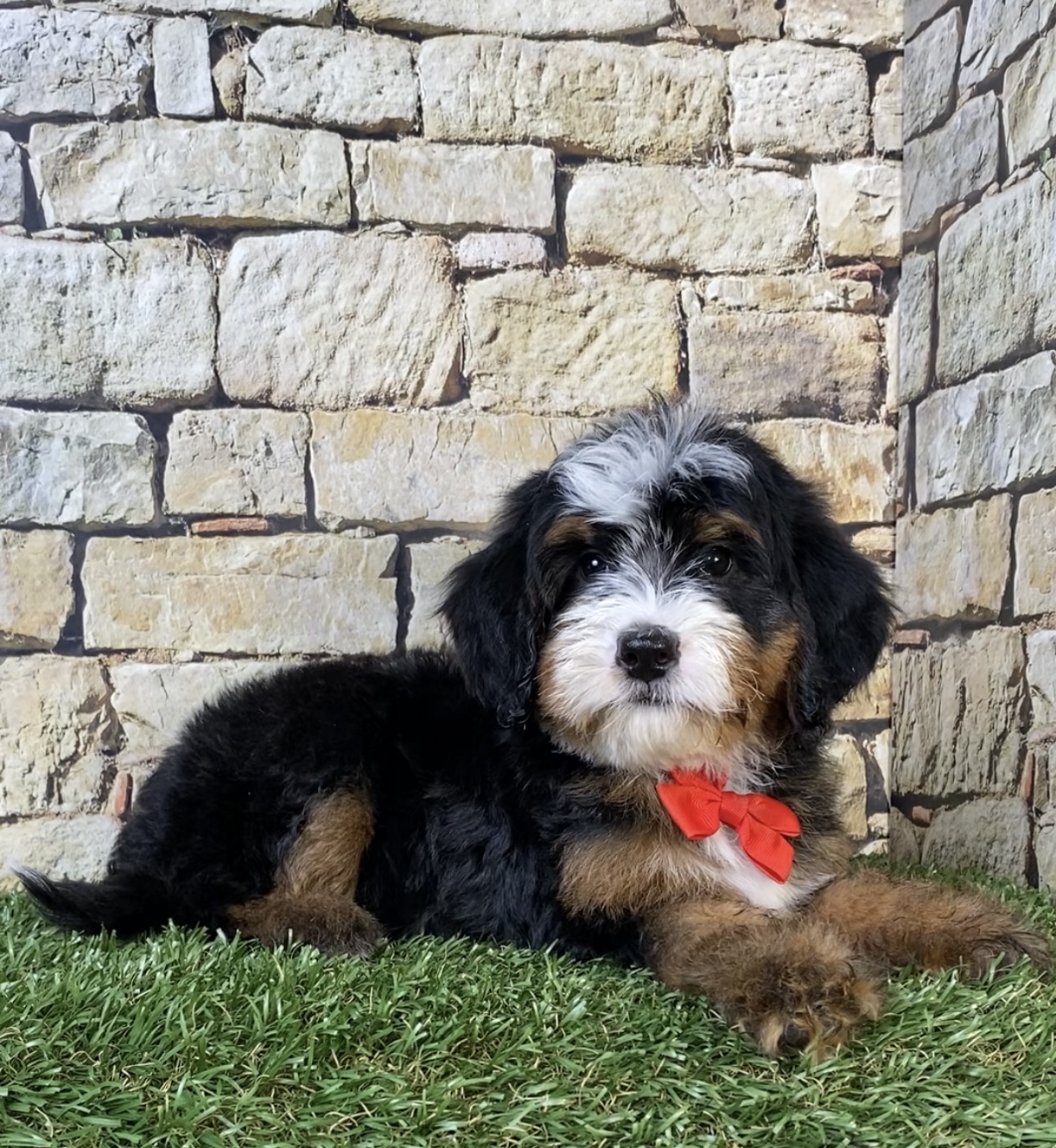 Mr. Ringo the F2 Mini-Bernedoodle photo 4