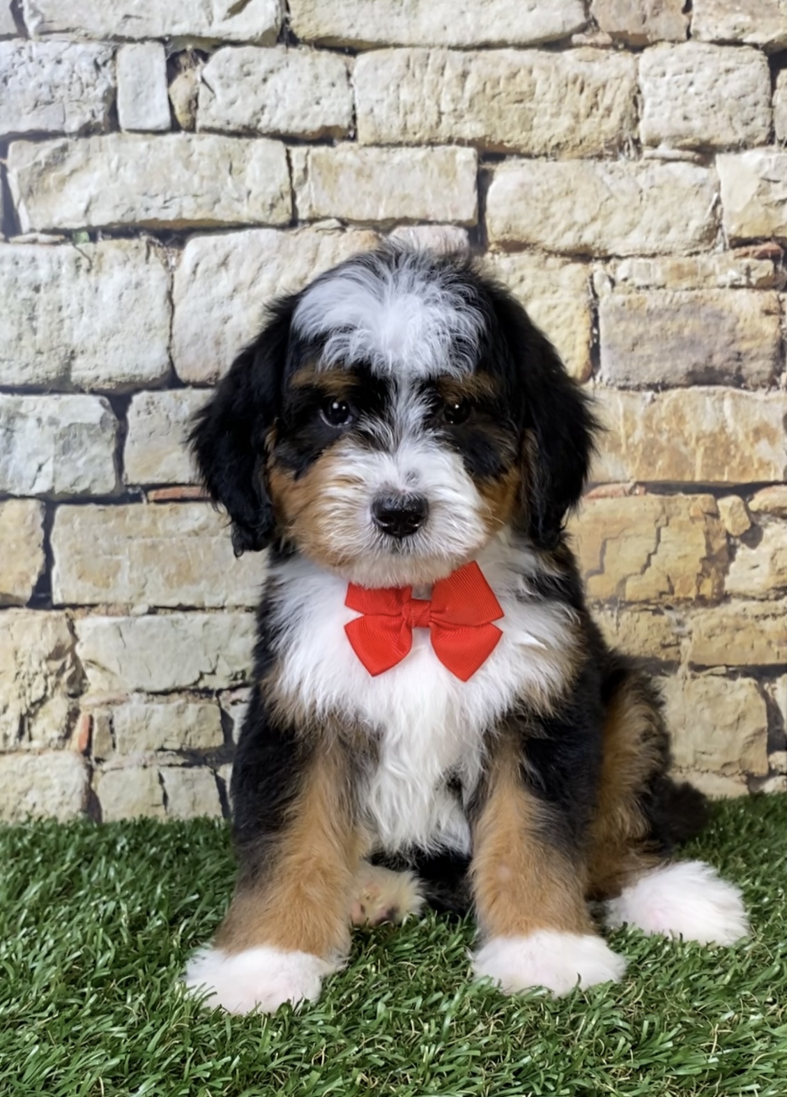 Mr. Royal the F2 Mini-Bernedoodle