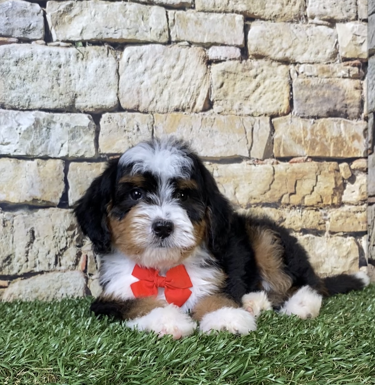 Mr. Royal the F2 Mini-Bernedoodle photo 2