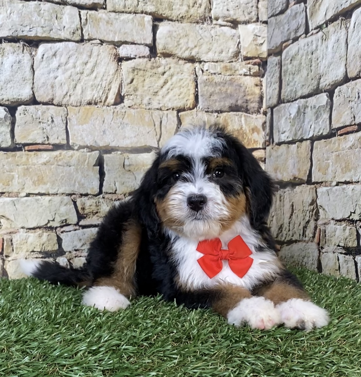 Mr. Royal the F2 Mini-Bernedoodle photo 3