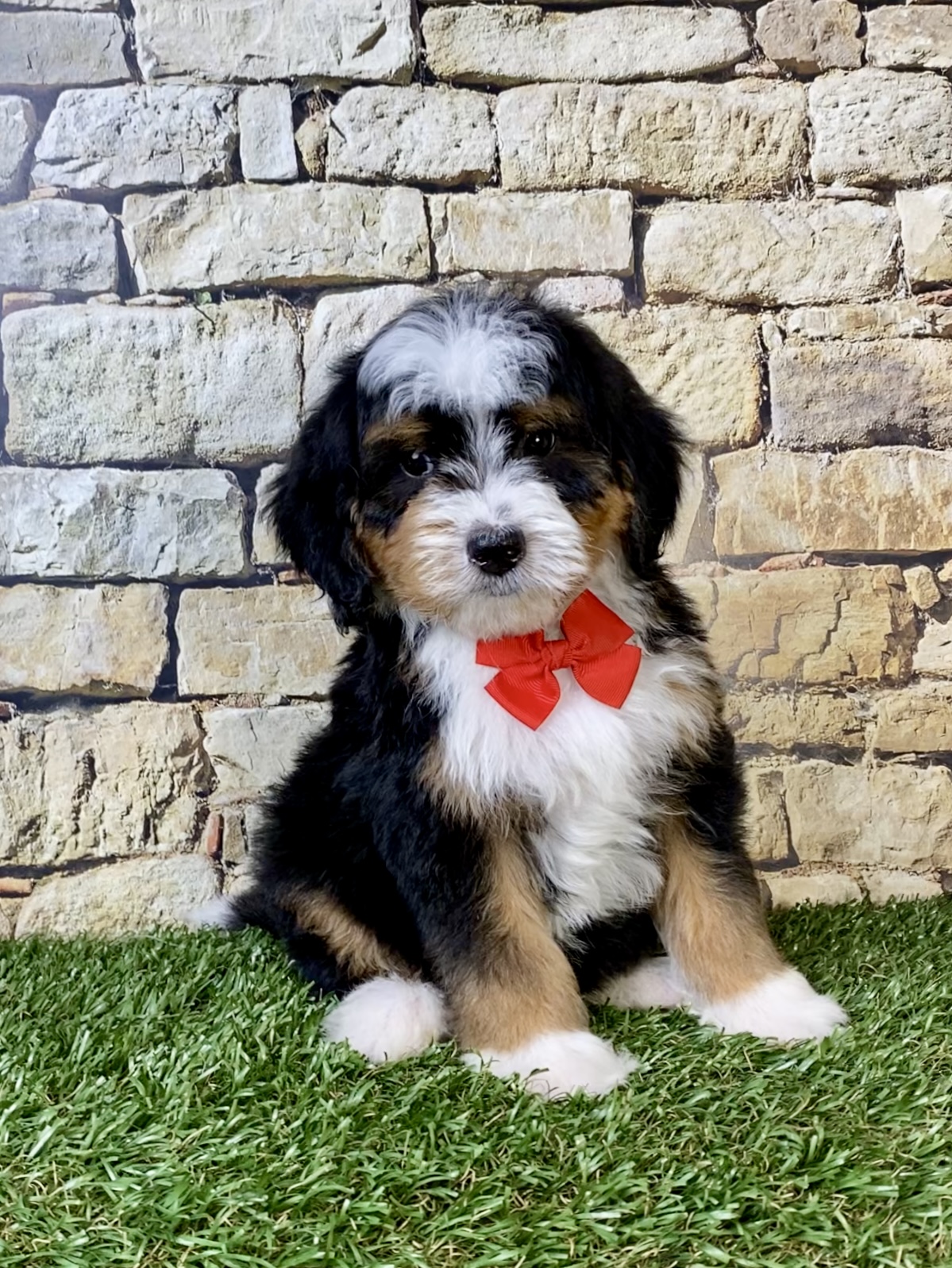 Mr. Royal the F2 Mini-Bernedoodle photo 4