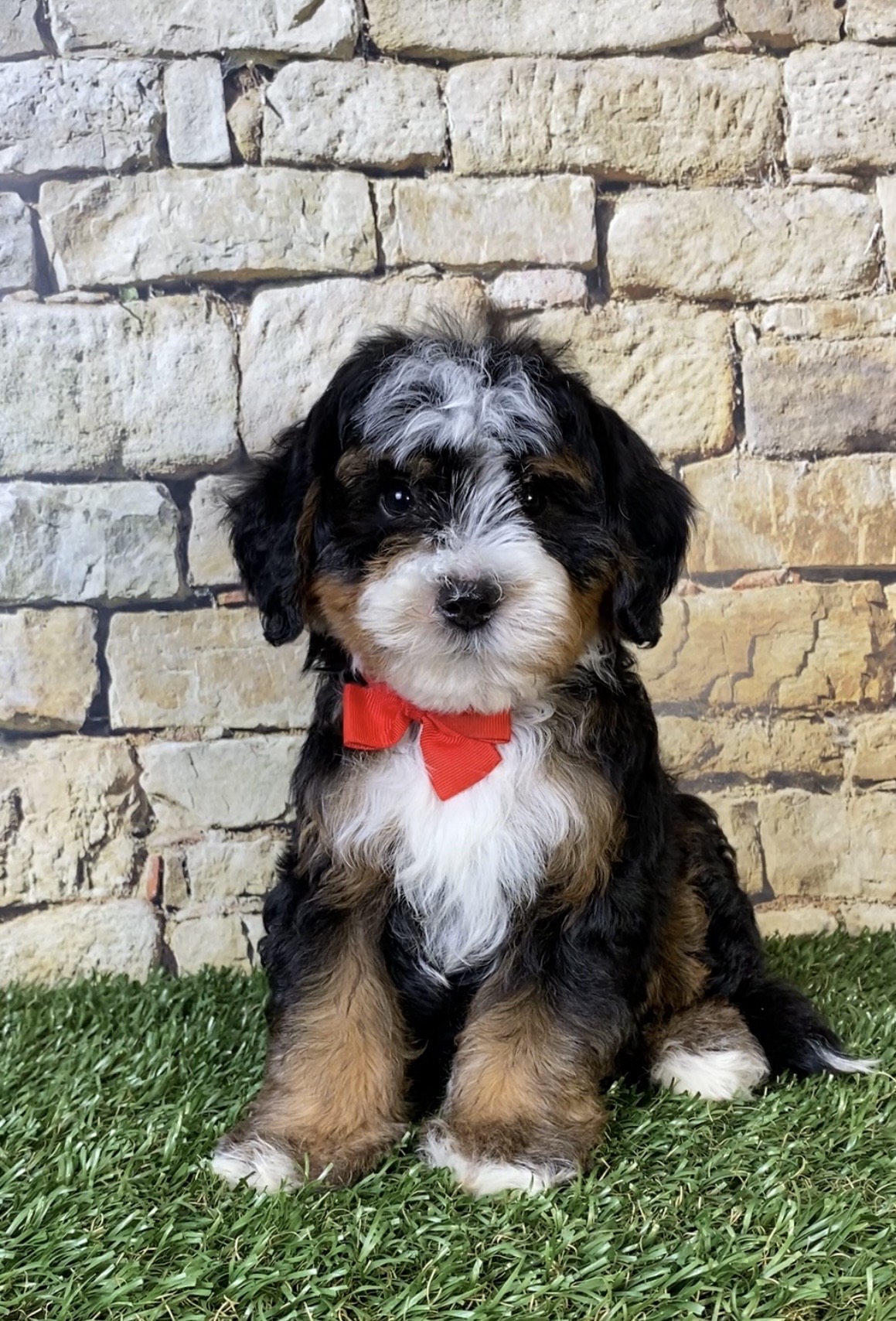 Mr. Russel the F2 Mini-Bernedoodle