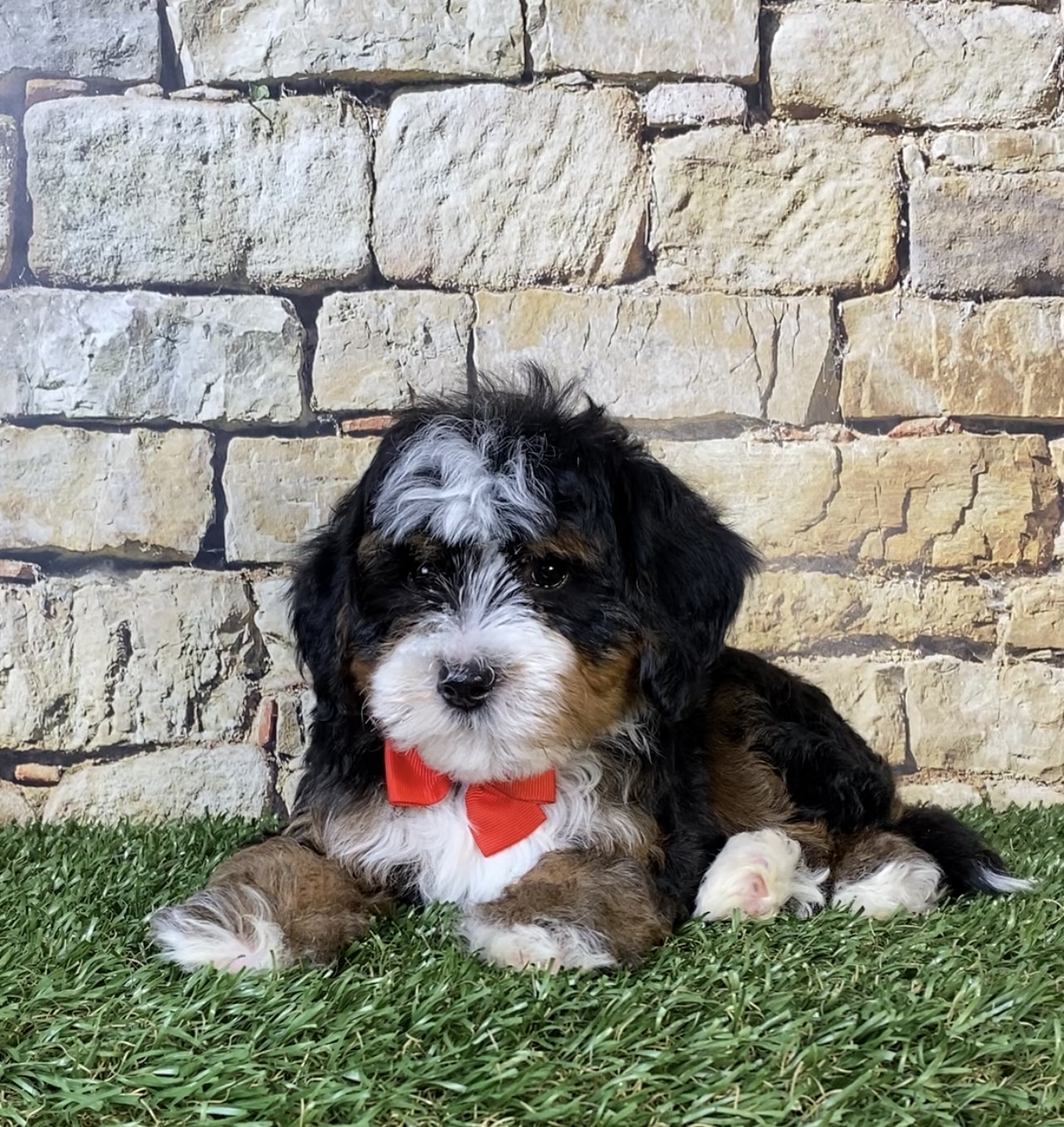 Mr. Russel the F2 Mini-Bernedoodle photo 2