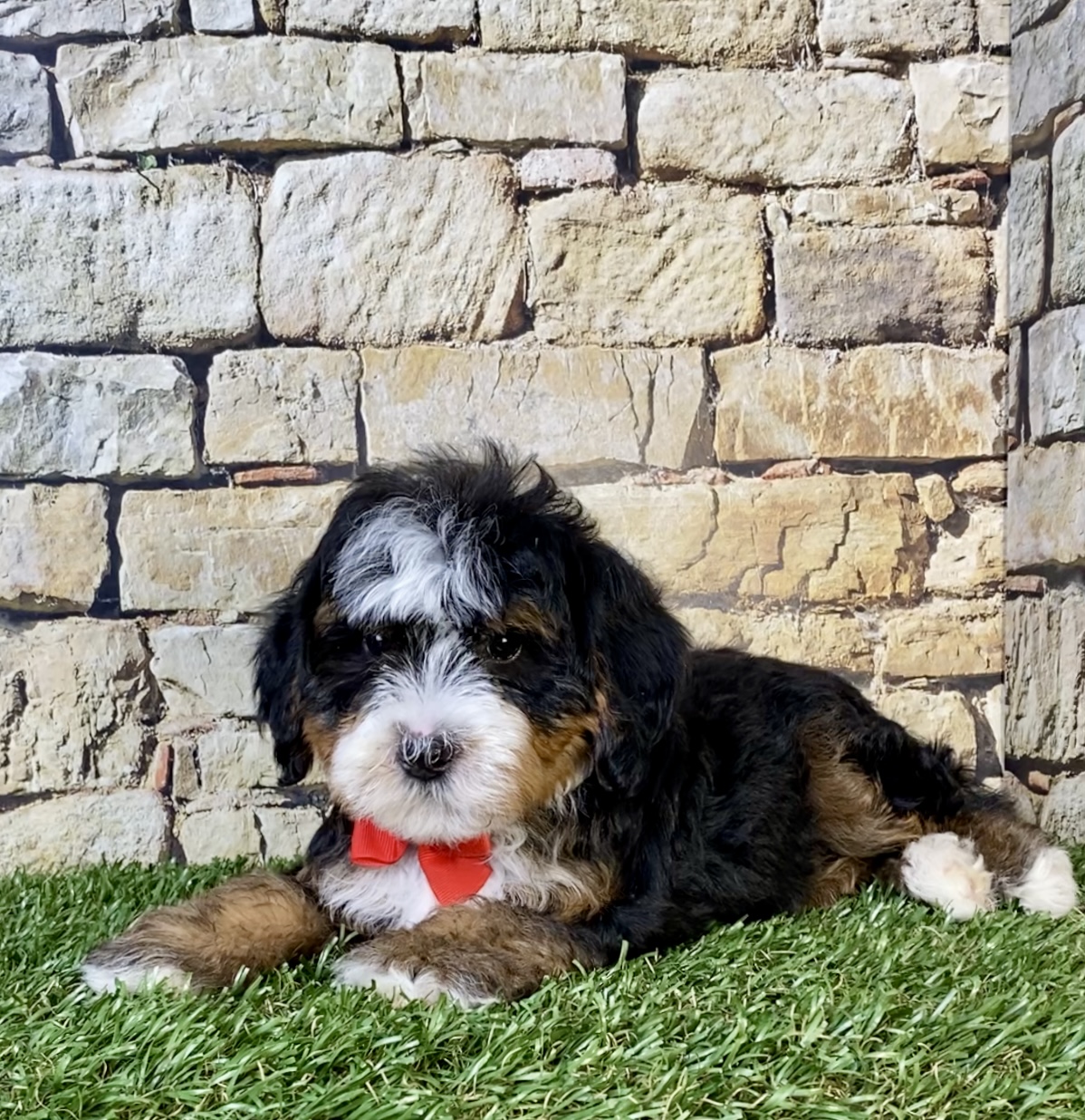 Mr. Russel the F2 Mini-Bernedoodle photo 4
