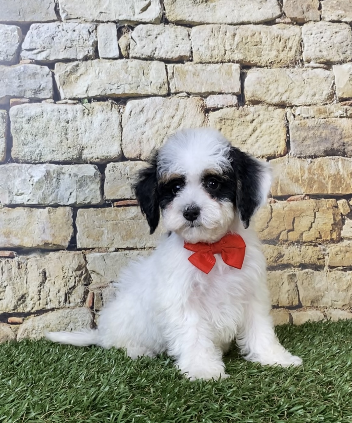 Mr. Sarge the F1B Micro Mini-Bernedoodle