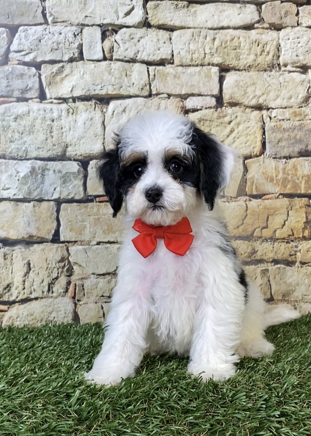Mr. Sarge the F1B Micro Mini-Bernedoodle photo 2