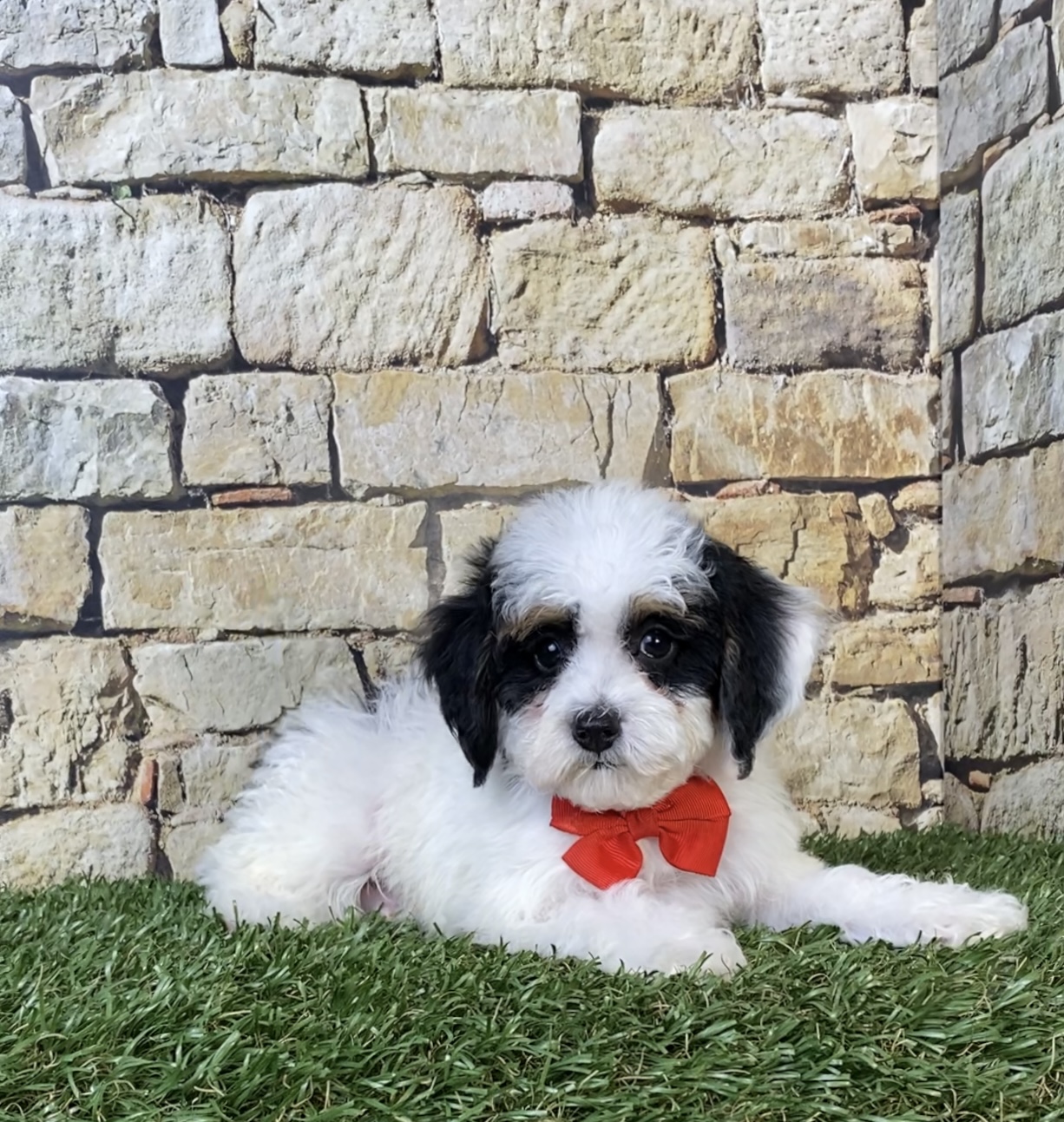 Mr. Sarge the F1B Micro Mini-Bernedoodle photo 3