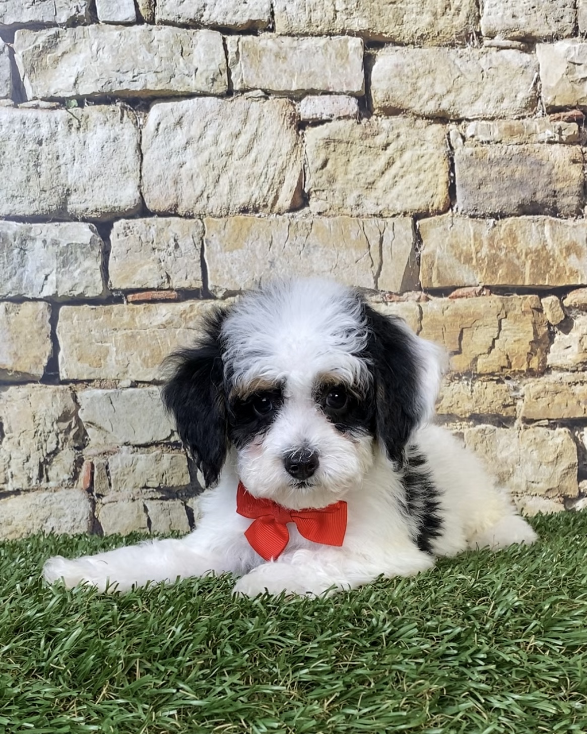 Mr. Sarge the F1B Micro Mini-Bernedoodle photo 4