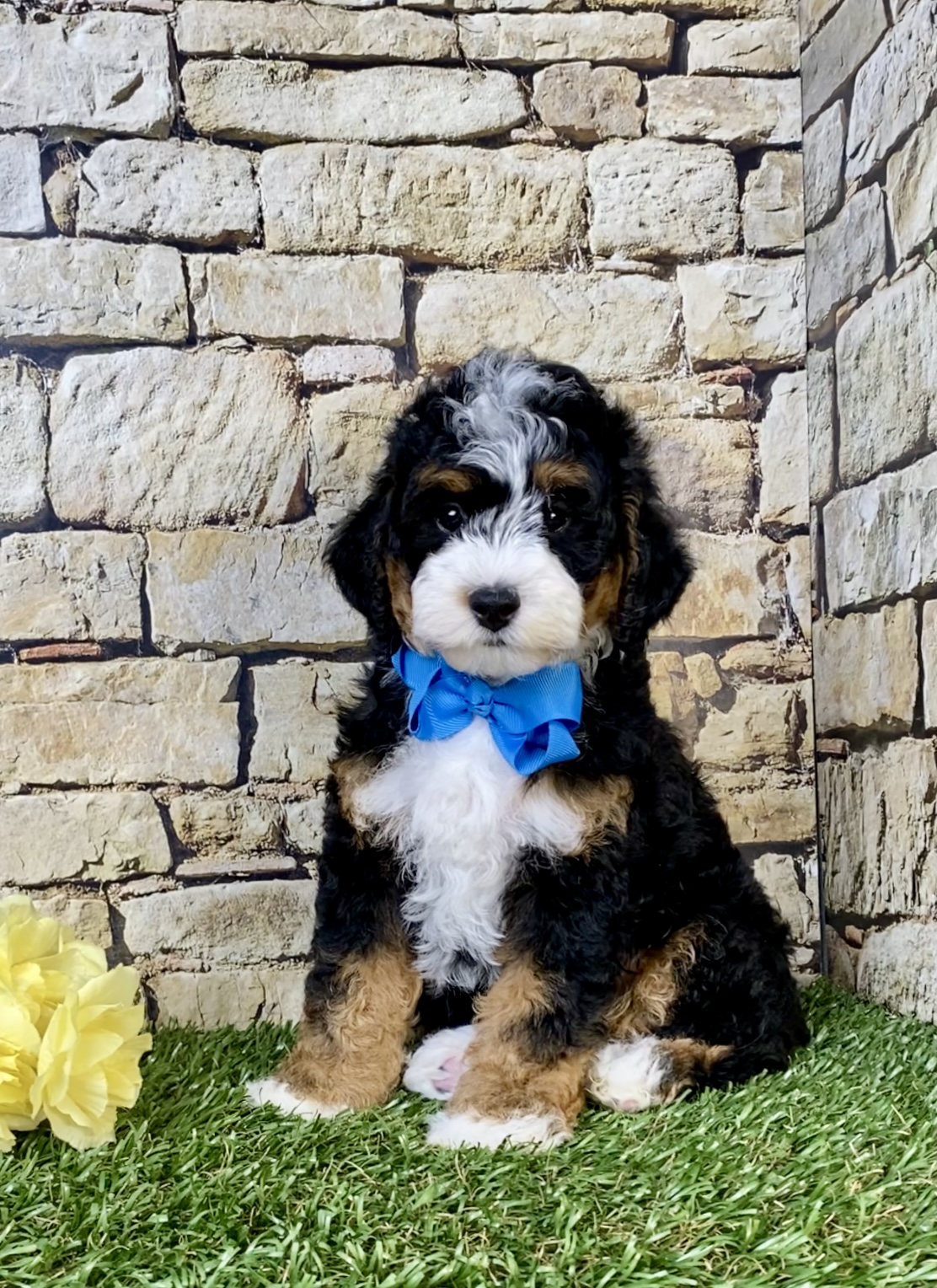 Mr. Scout the F1B Micro Mini-Bernedoodle