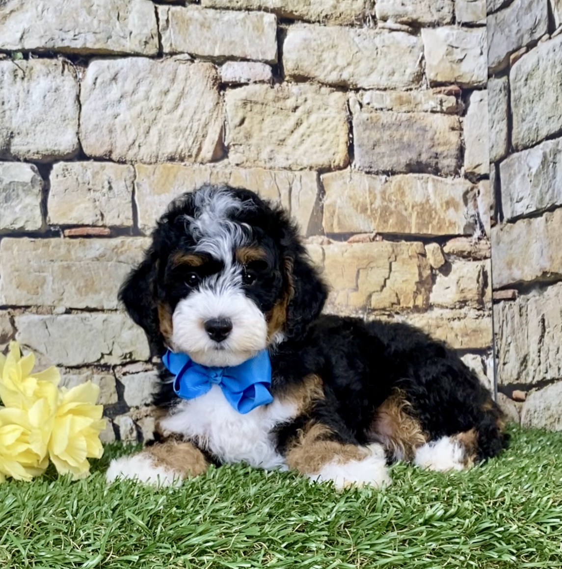 Mr. Scout the F1B Micro Mini-Bernedoodle photo 2