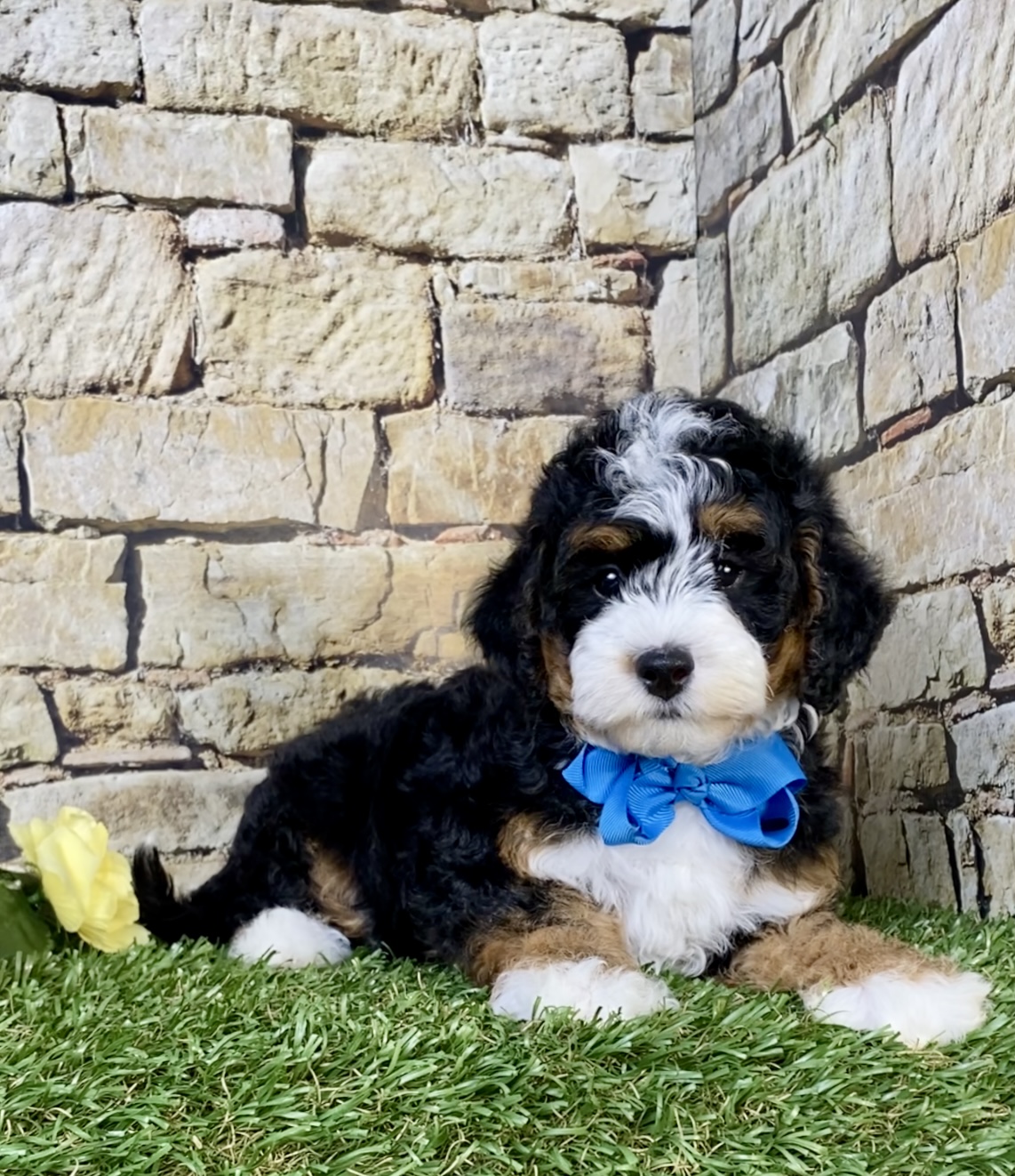 Mr. Scout the F1B Micro Mini-Bernedoodle photo 3