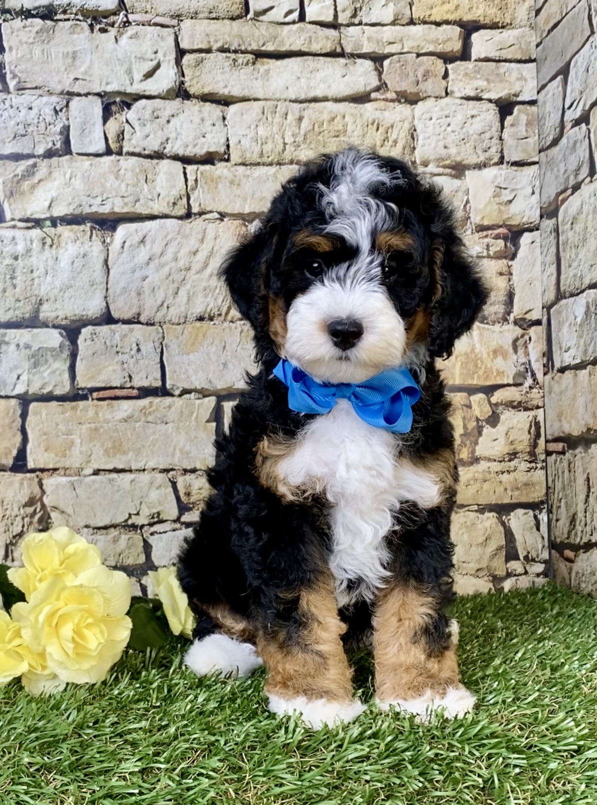 Mr. Scout the F1B Micro Mini-Bernedoodle photo 4