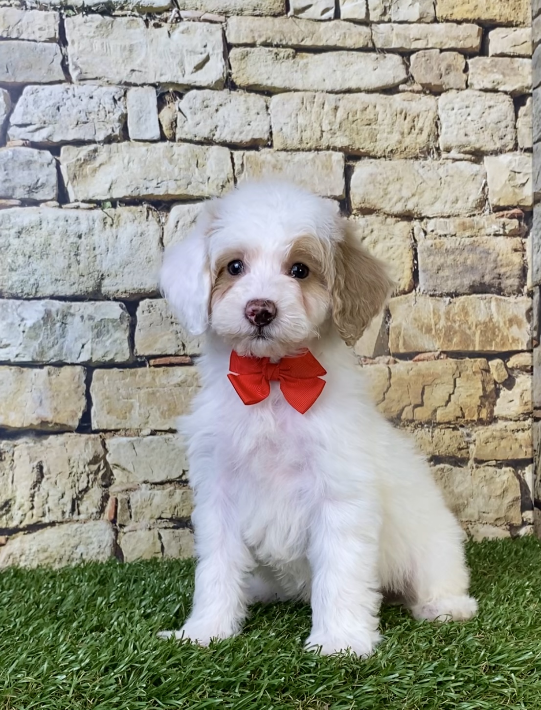 Mr. Silas the F1B Micro Mini-Bernedoodle