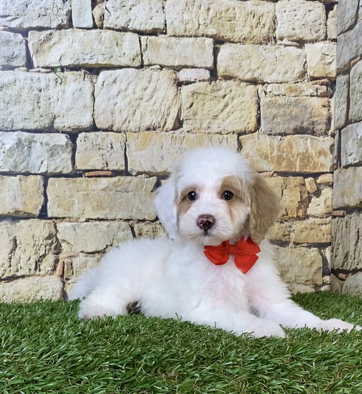 Mr. Silas the F1B Micro Mini-Bernedoodle photo 2