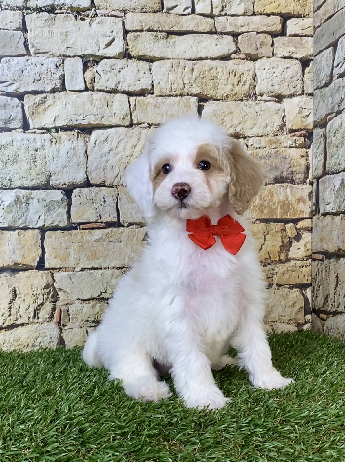 Mr. Silas the F1B Micro Mini-Bernedoodle photo 3