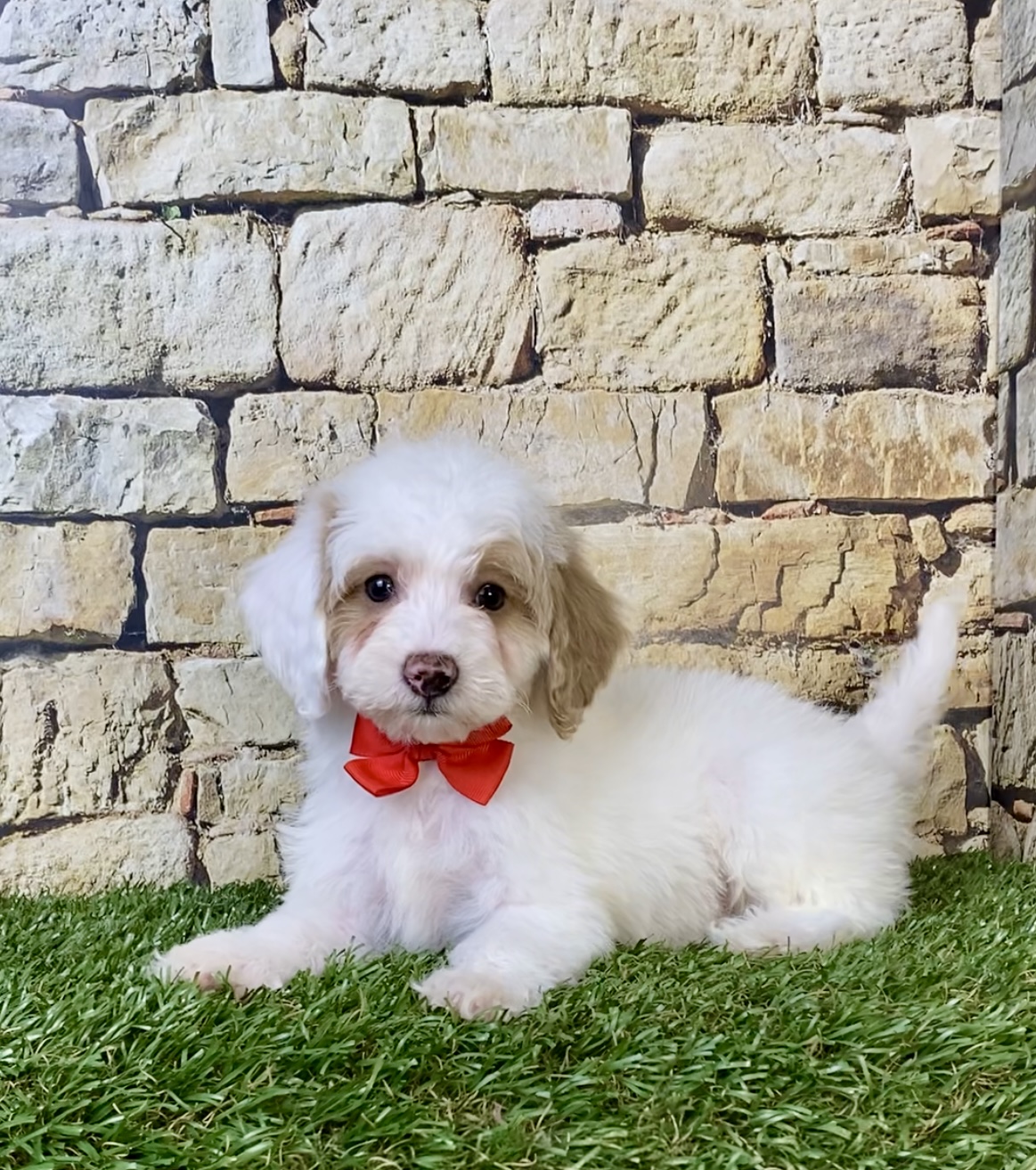Mr. Silas the F1B Micro Mini-Bernedoodle photo 4