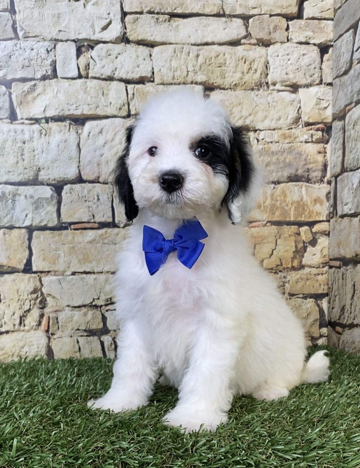 Mr. Smoke the F1B Micro Mini-Bernedoodle