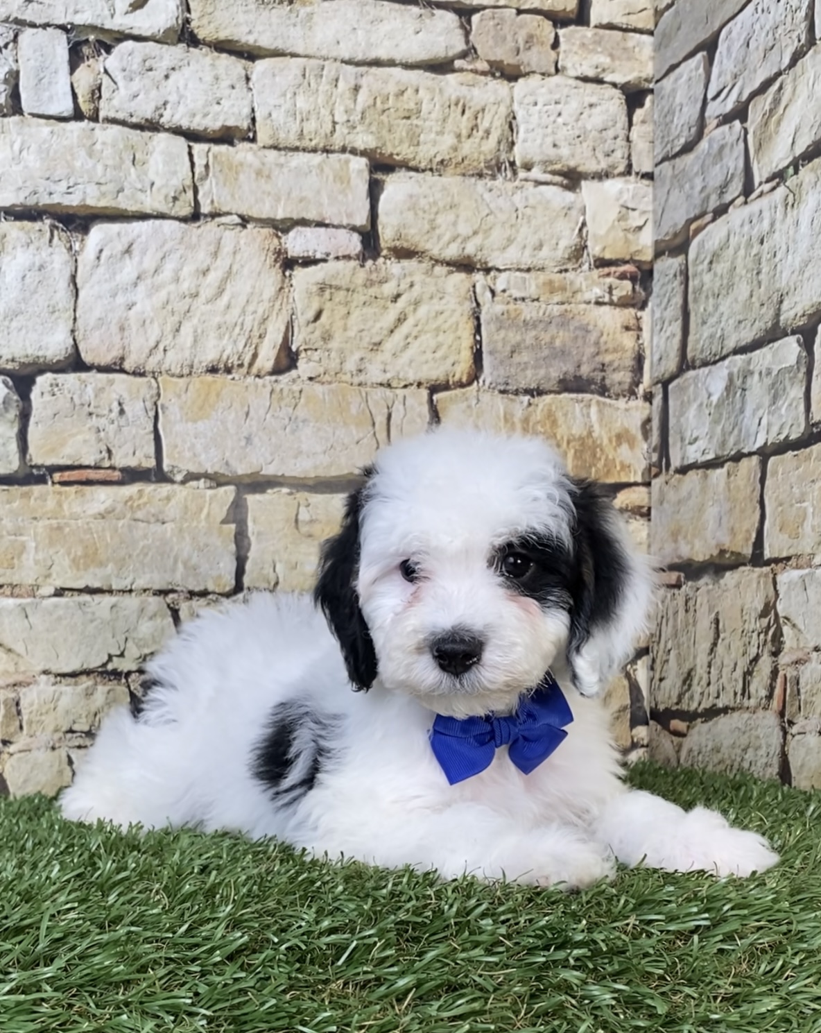 Mr. Smoke the F1B Micro Mini-Bernedoodle photo 3