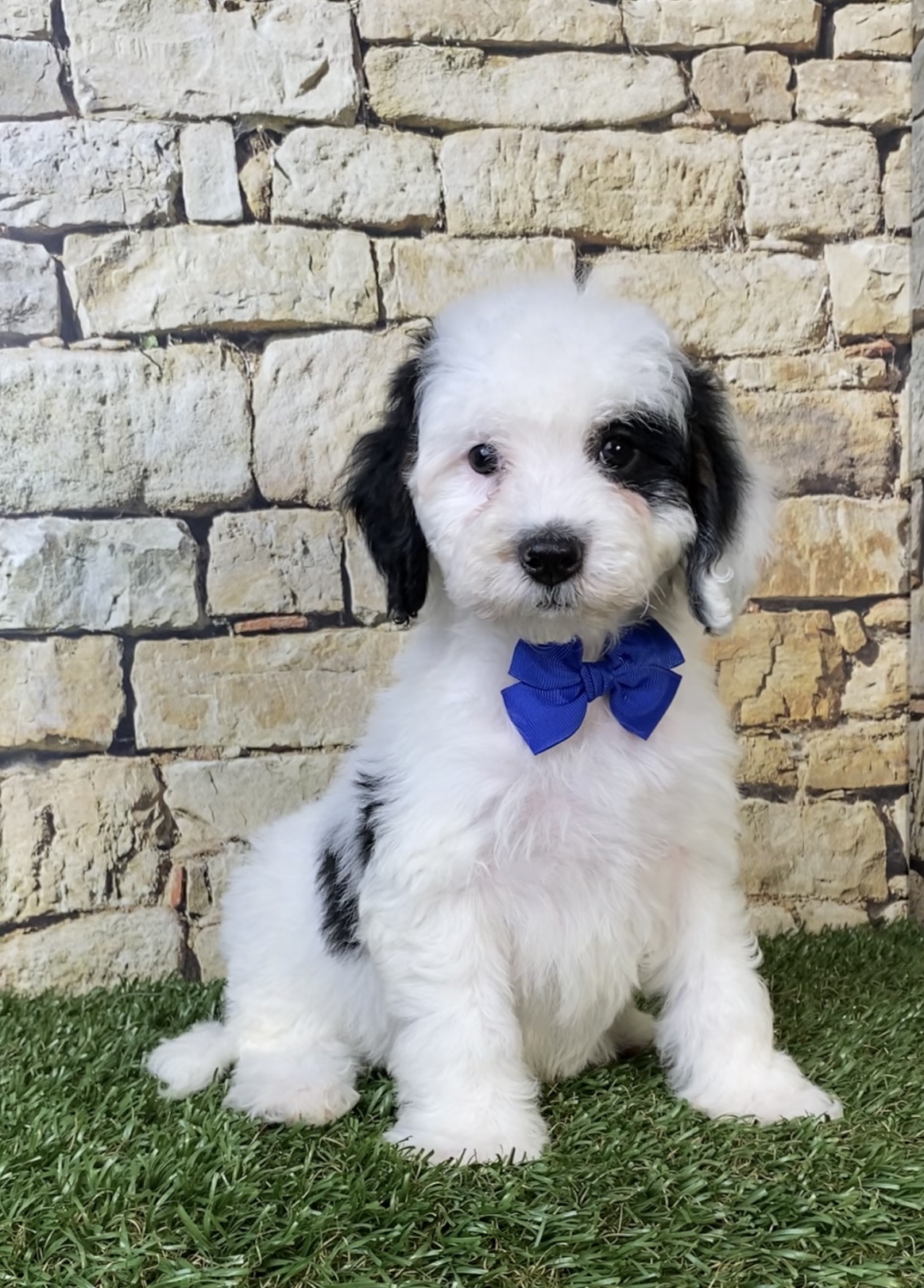 Mr. Smoke the F1B Micro Mini-Bernedoodle photo 4