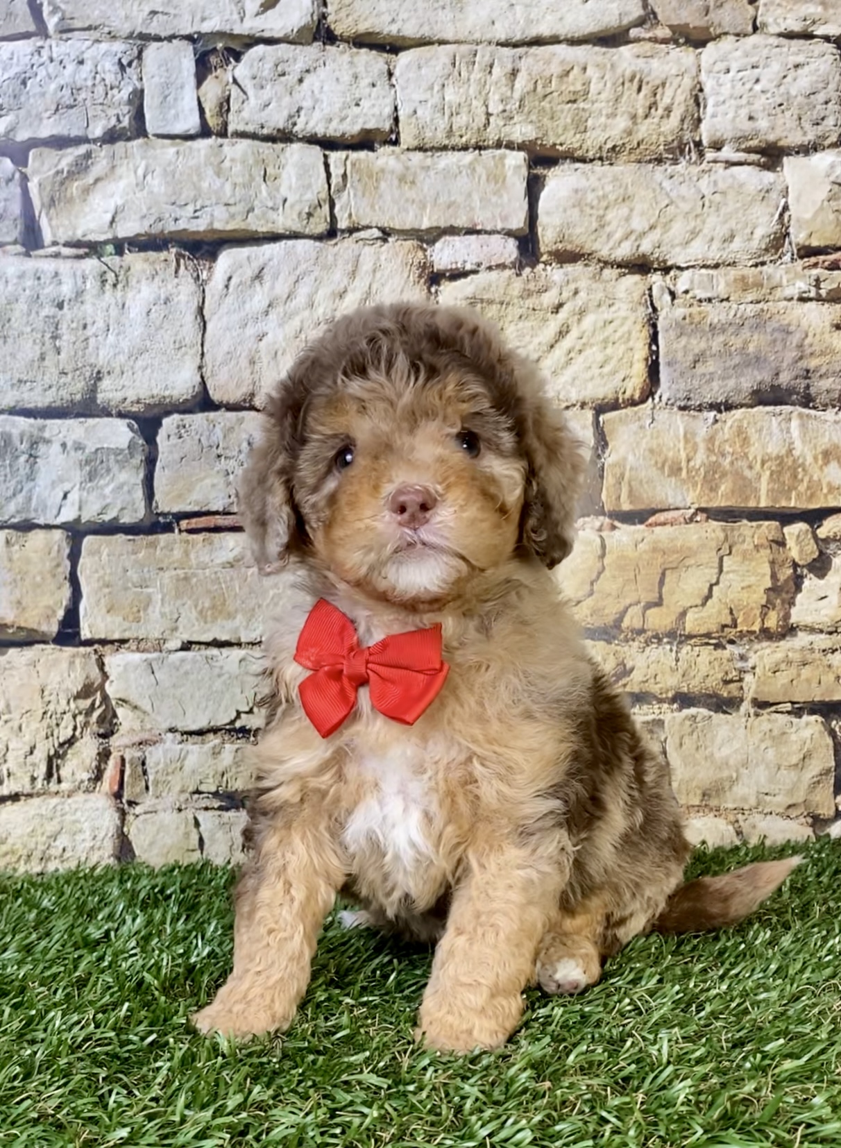 Mr. Trevor the Chocolate Merle F1B Mini-Bernedoodle