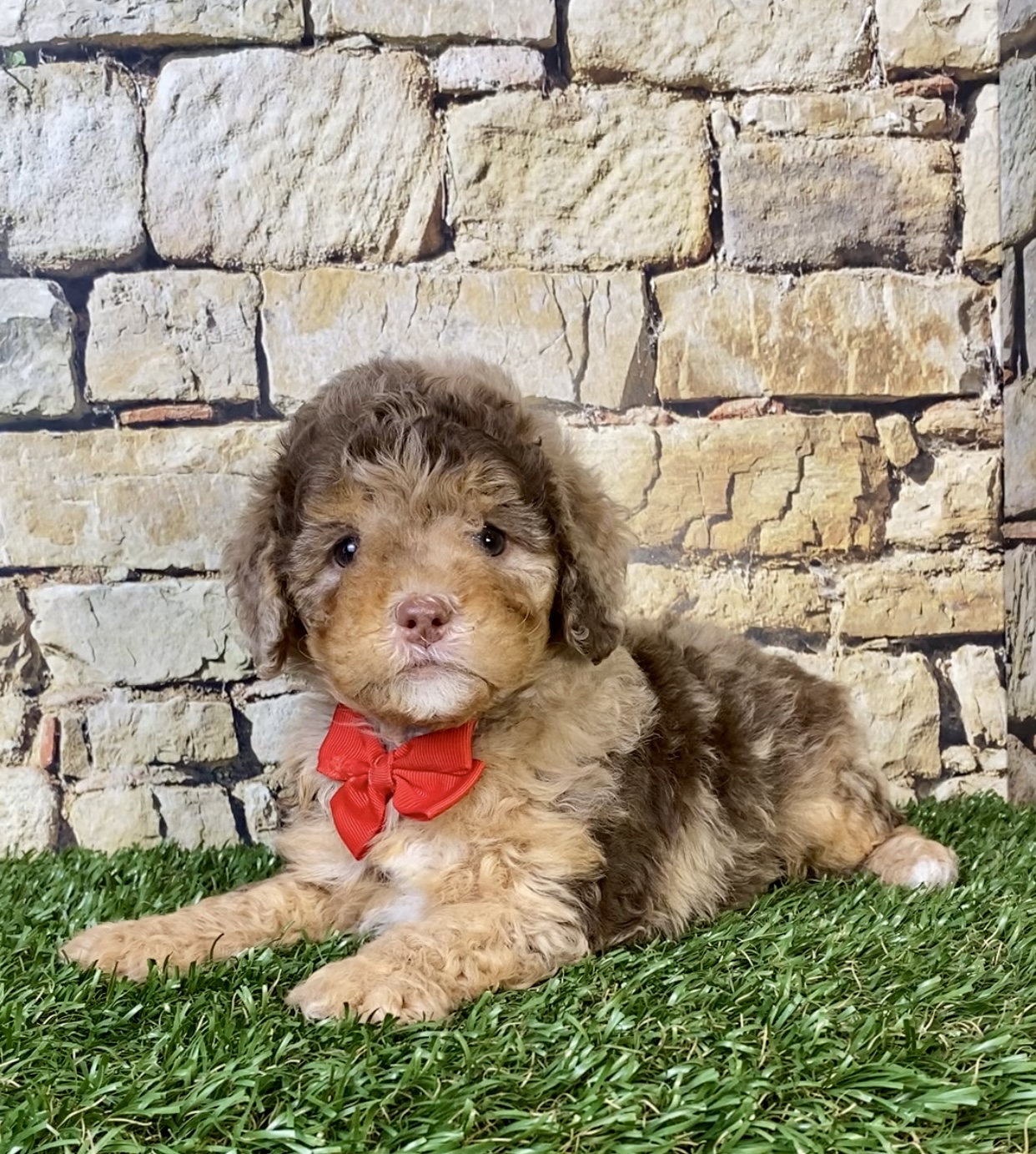 Mr. Trevor the Chocolate Merle F1B Mini-Bernedoodle photo 2