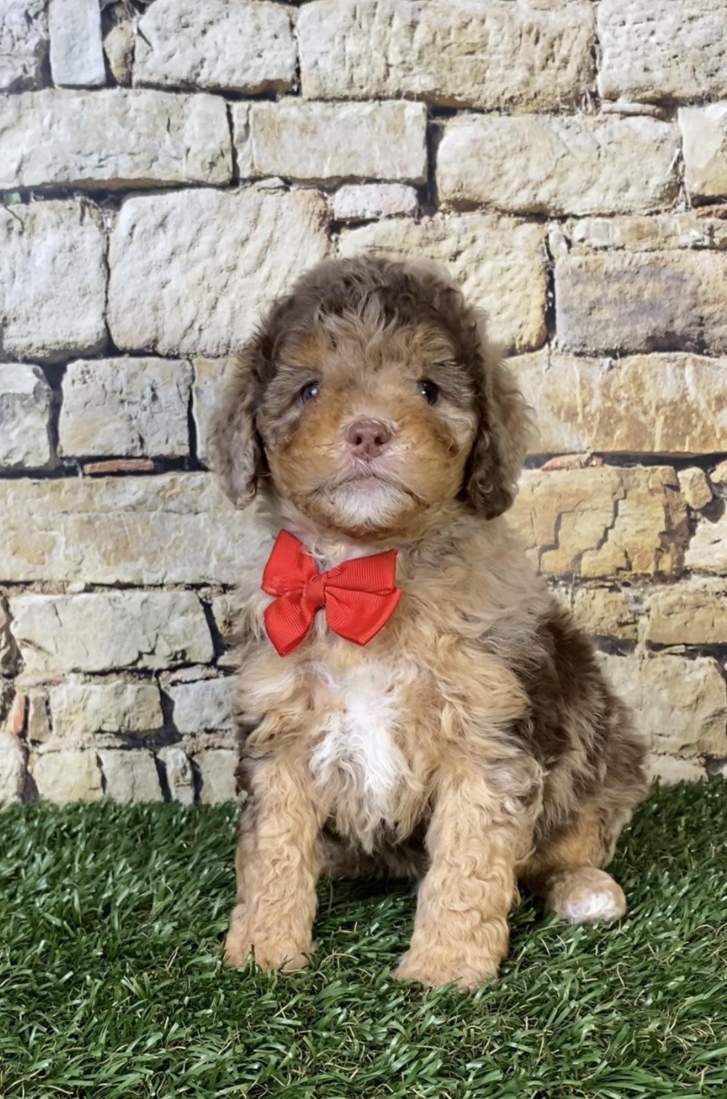 Mr. Trevor the Chocolate Merle F1B Mini-Bernedoodle photo 3