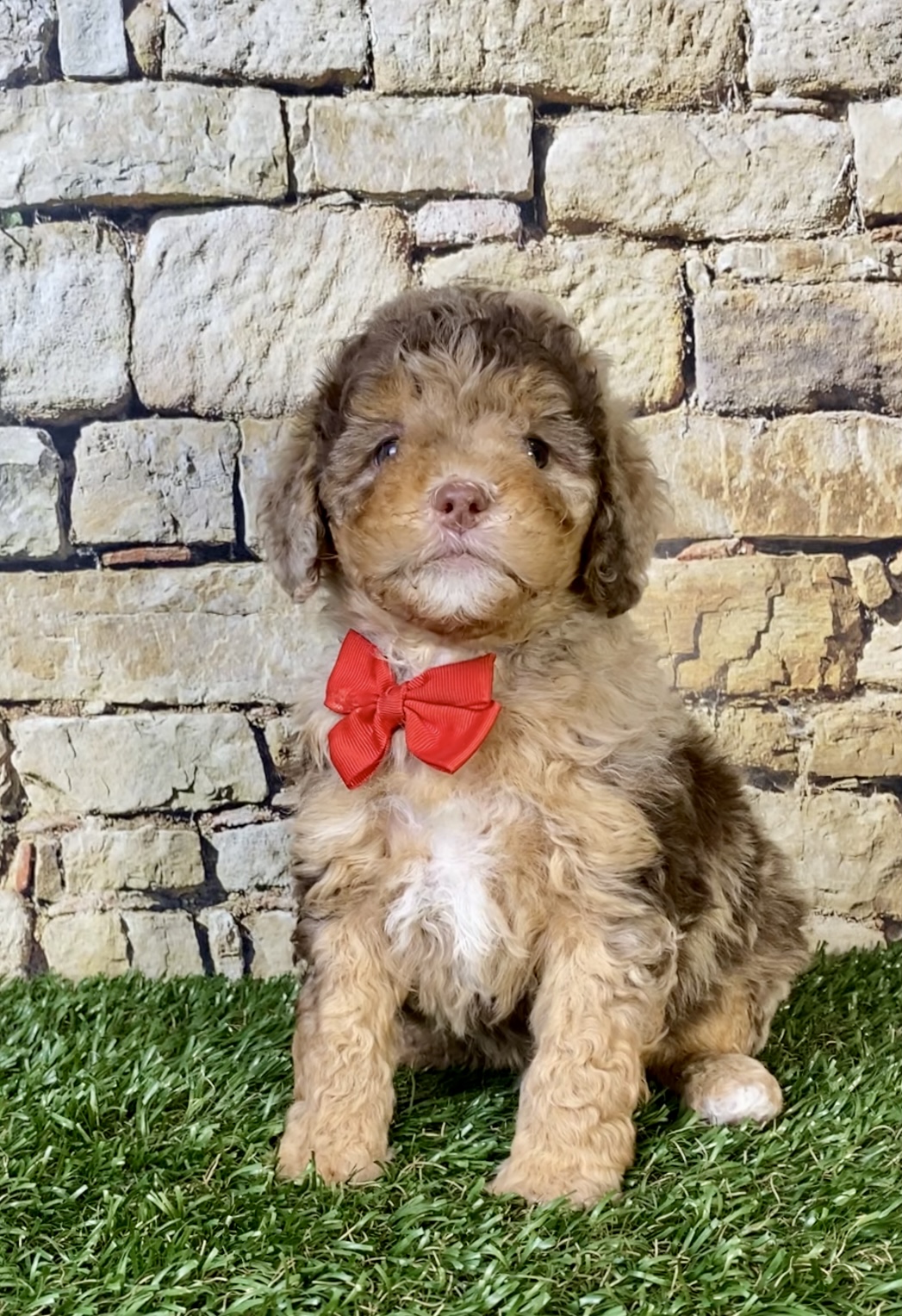 Mr. Trevor the Chocolate Merle F1B Mini-Bernedoodle photo 4
