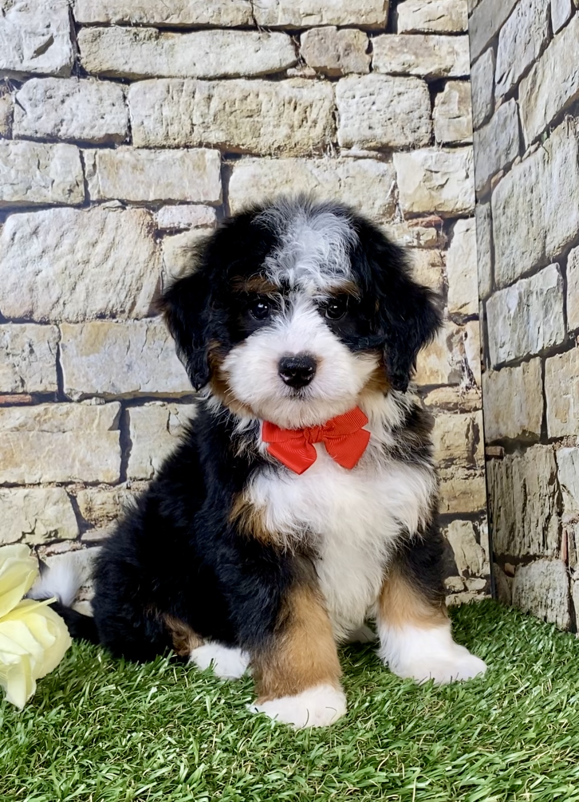 Mr. Vince the  Mini-Bernedoodle