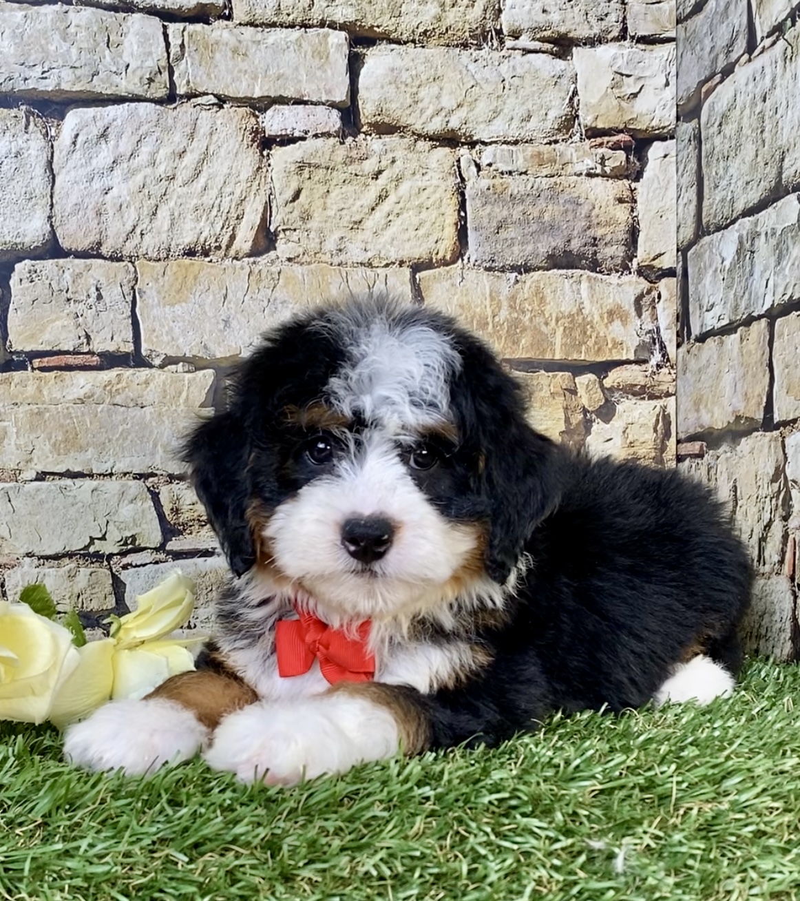 Mr. Vince the  Mini-Bernedoodle photo 2