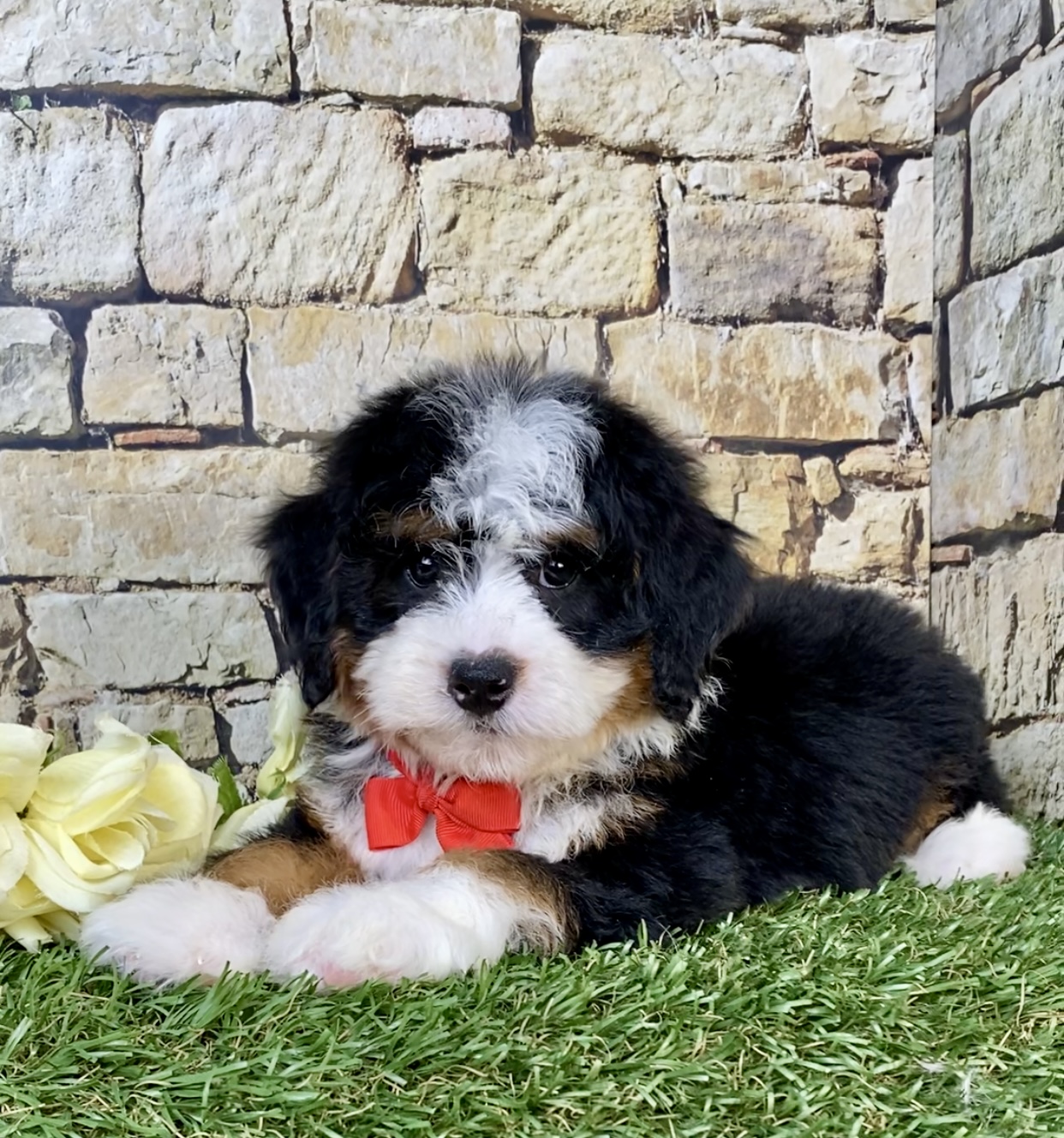 Mr. Vince the  Mini-Bernedoodle photo 3