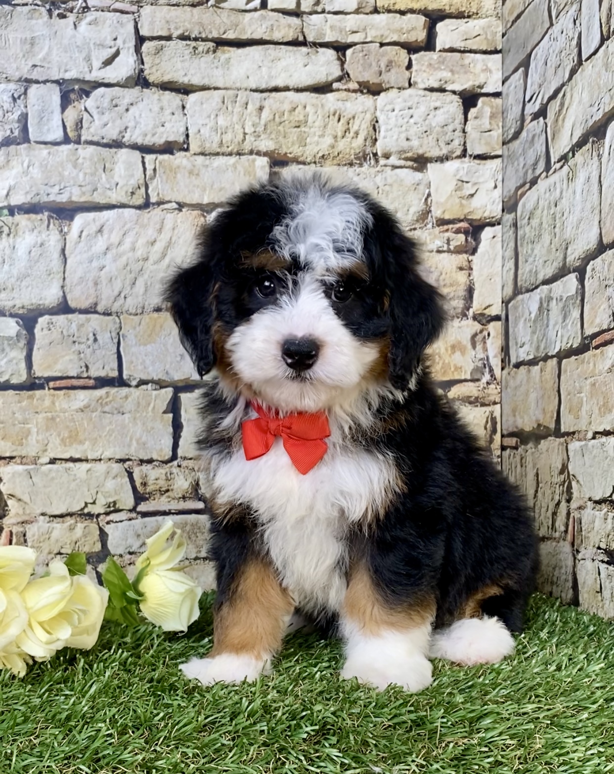 Mr. Vince the  Mini-Bernedoodle photo 4