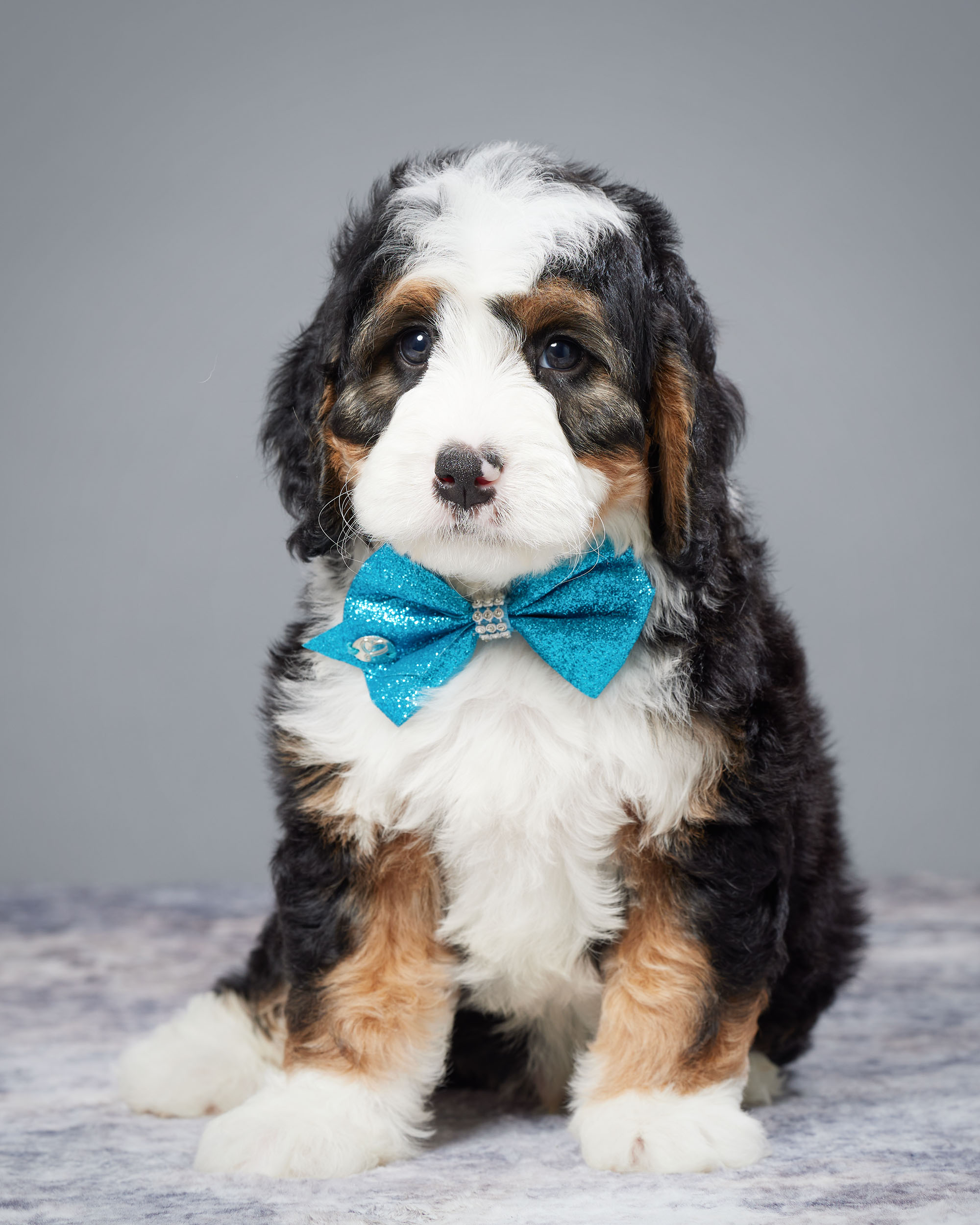 Mr. Weston the Mini-Bernedoodle