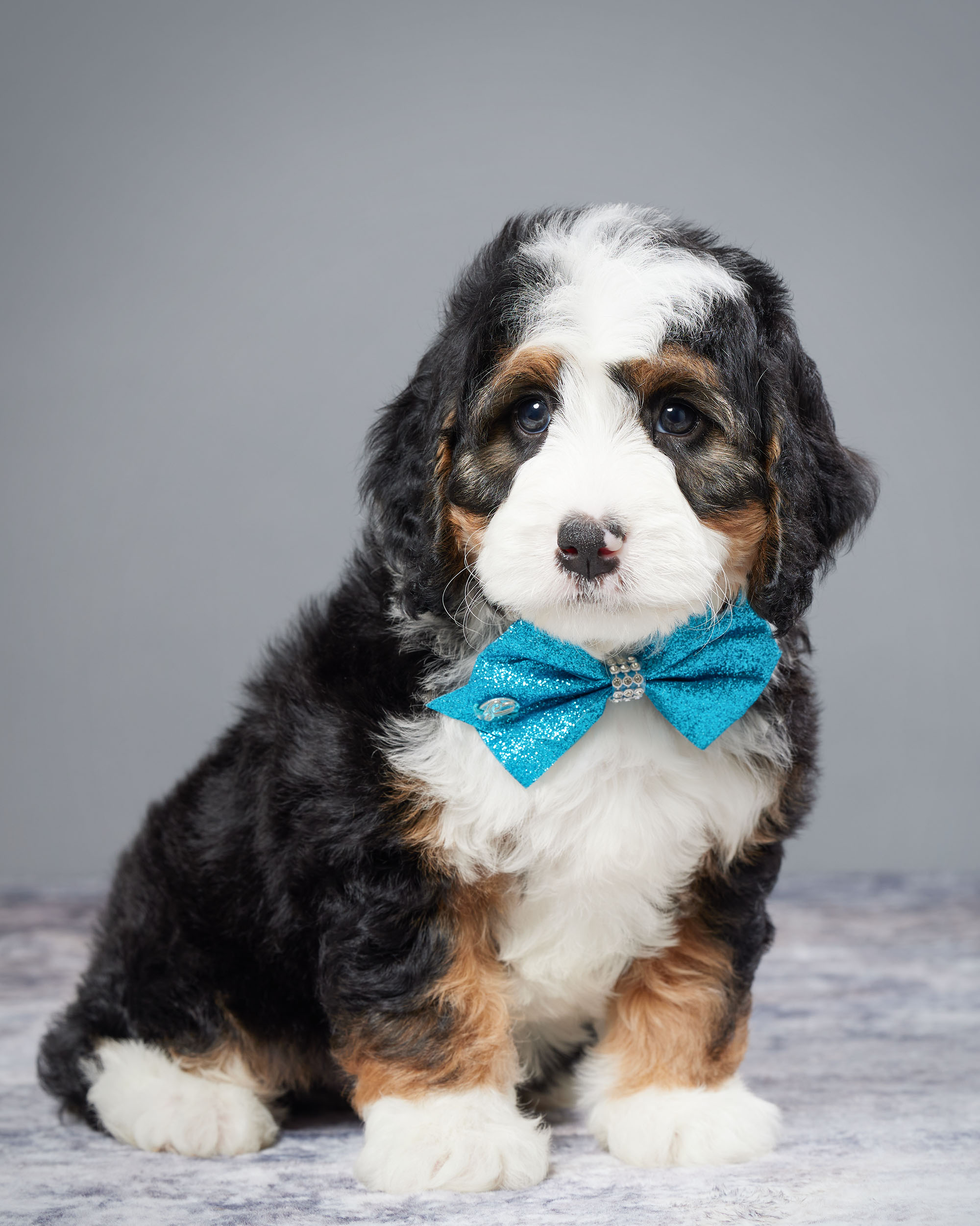 Mr. Weston the Mini-Bernedoodle photo 2