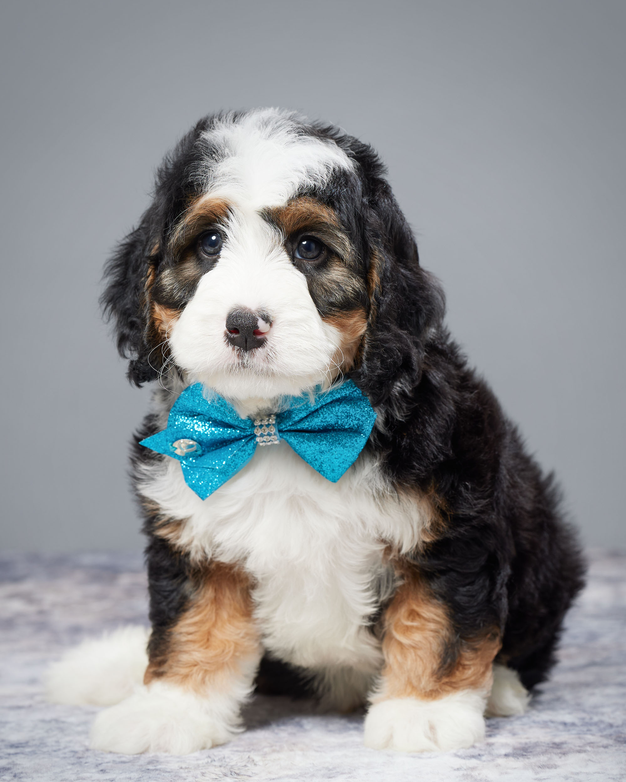 Mr. Weston the Mini-Bernedoodle photo 3