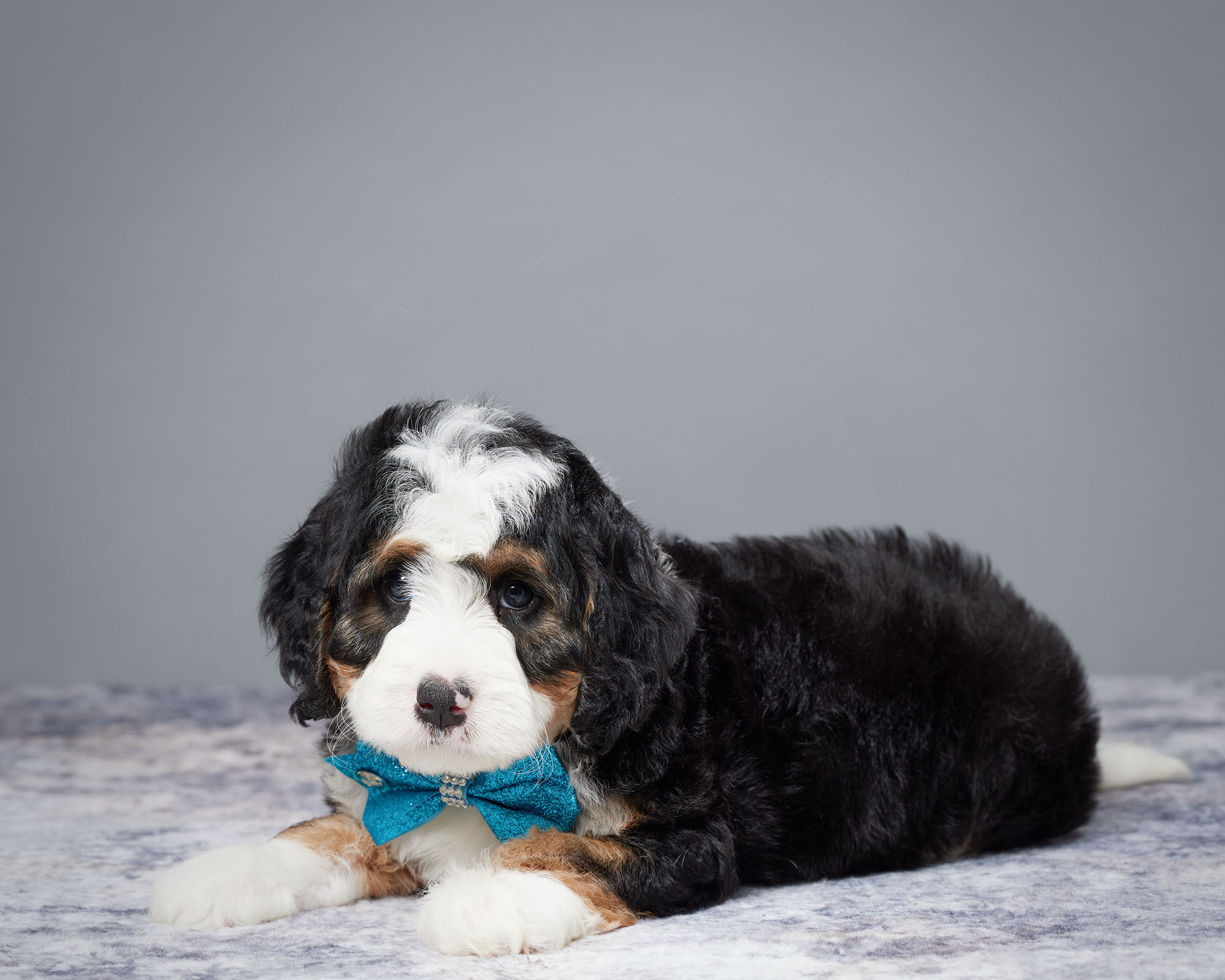 Mr. Weston the Mini-Bernedoodle photo 4