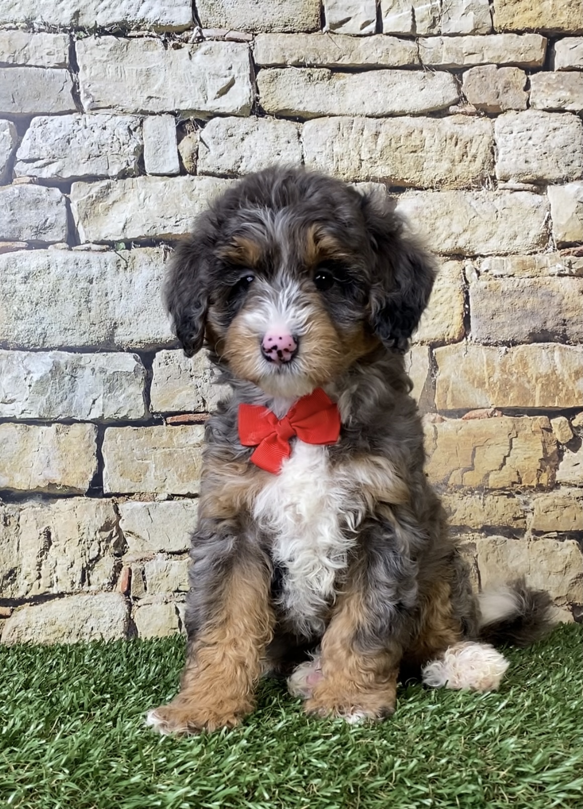 Mr. Windsor the F1B Mini-Bernedoodle