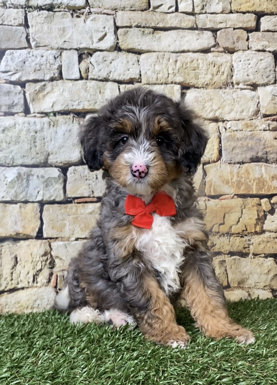 Mr. Windsor the F1B Mini-Bernedoodle photo 2