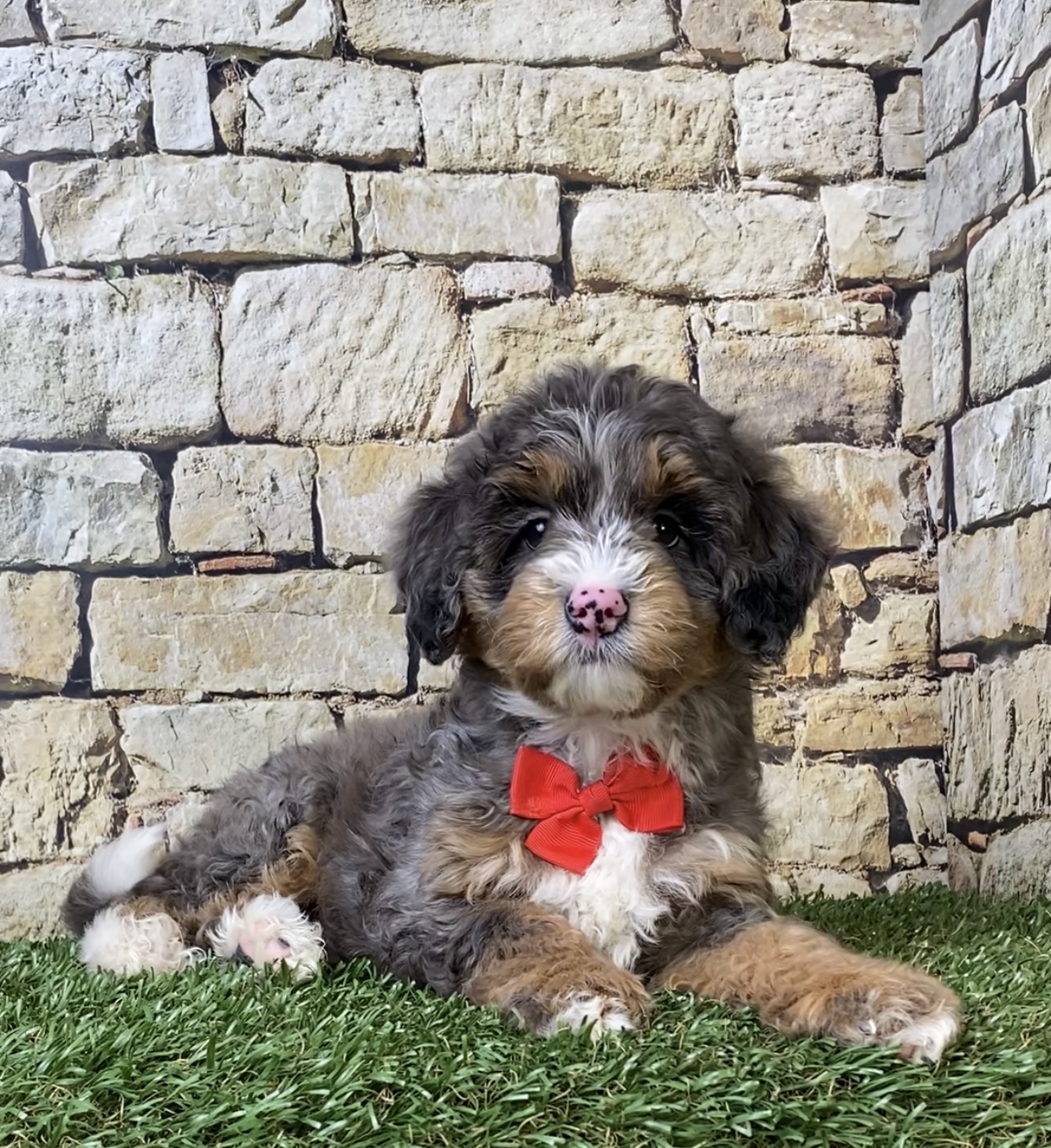 Mr. Windsor the F1B Mini-Bernedoodle photo 3