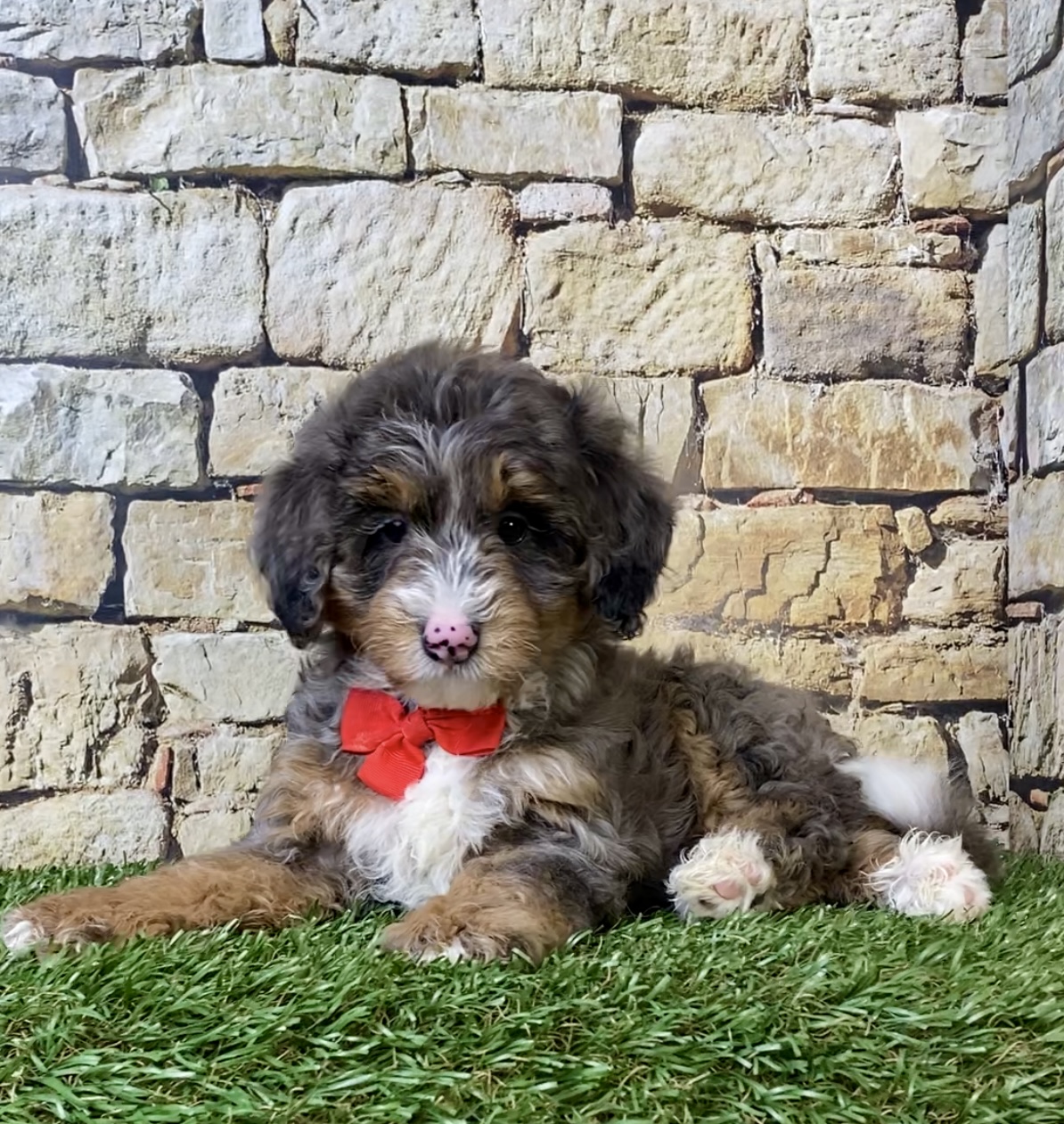 Mr. Windsor the F1B Mini-Bernedoodle photo 4