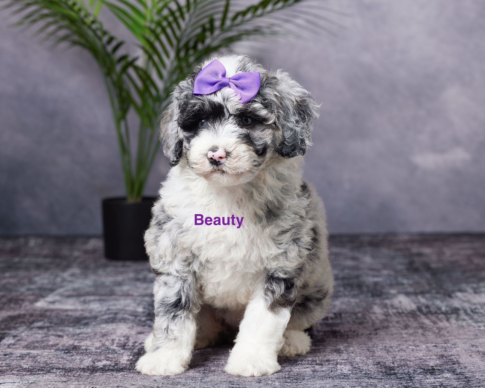 Ms. Beauty the F1B Mini-Bernedoodle