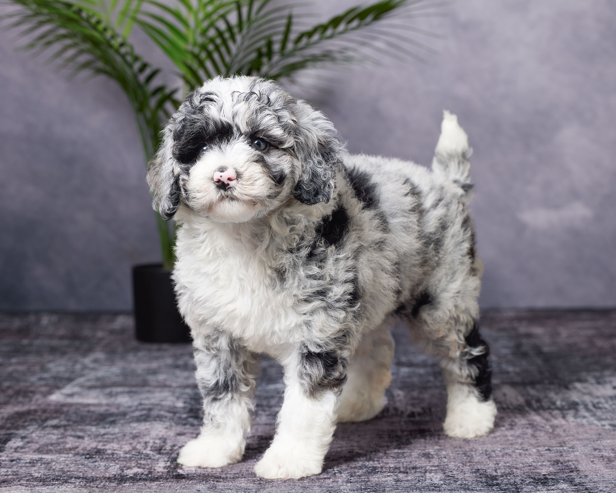 Ms. Beauty the F1B Mini-Bernedoodle photo 2